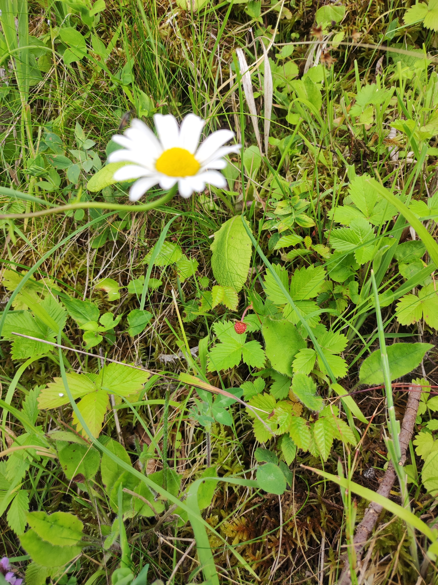 This is a close-up, eye-level shot of a wild strawberry and a daisy nestled amongst lush green foliage. The wild strawberry, a tiny red berry, is the focal point in the center-left of the frame, surrounded by serrated green leaves. To its upper left, a white daisy with a bright yellow center stands out against the backdrop of grass and moss. The vegetation appears damp, suggesting recent rain or dew. The lighting is natural and diffused, indicating it's likely daytime under overcast skies or in a shaded area. The overall impression is one of a serene natural setting, possibly a forest floor or a meadow in Greece, given the location context. There is no visible text or human activity. The image evokes a sense of tranquility and the simple beauty of nature.