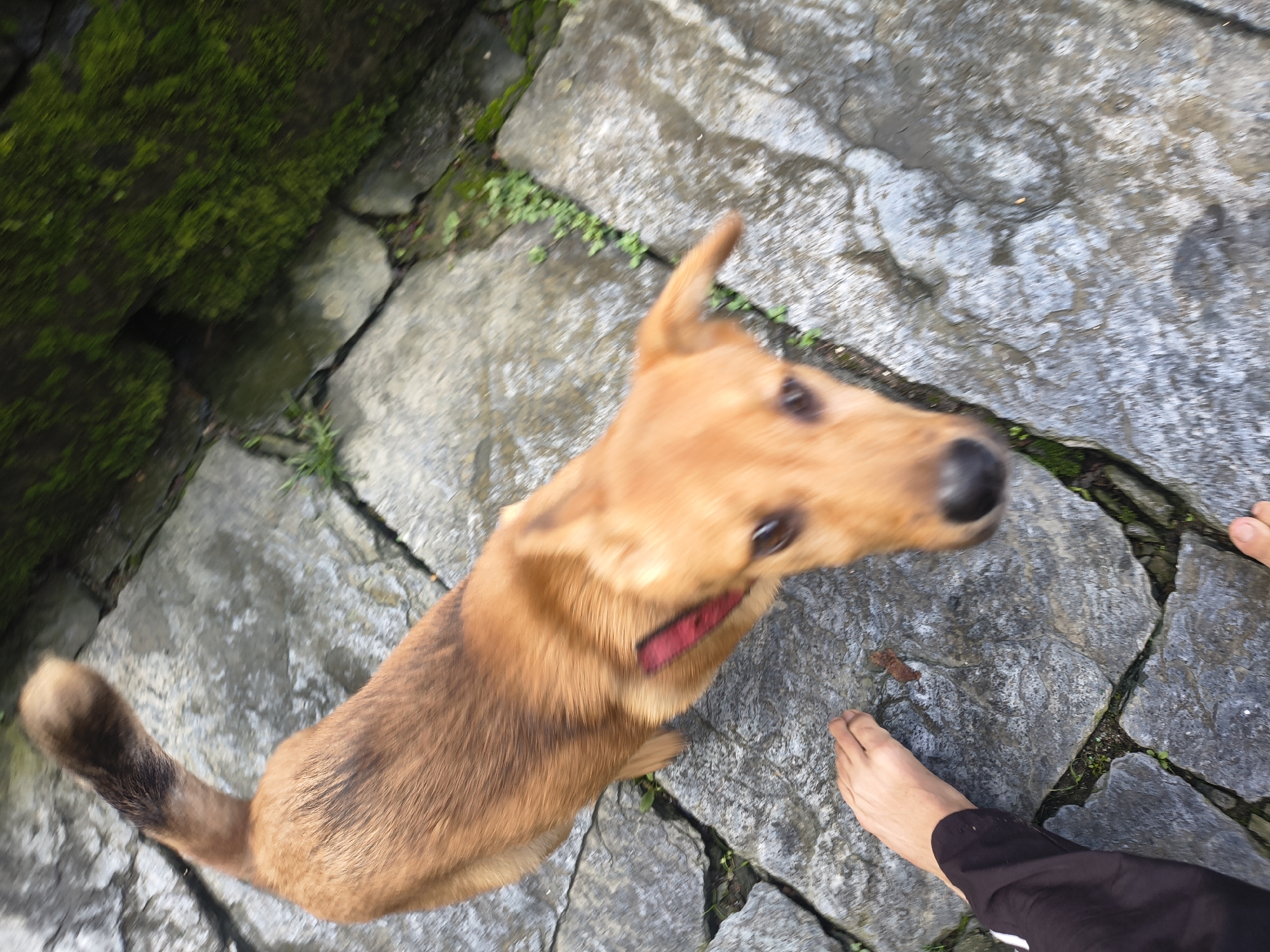 A medium-sized, tan-colored dog with a red collar is captured in motion on a stone pathway. The dog's head is blurred due to movement, but its body and tail are more defined, showing its fur and a dark-tipped tail. The pathway is made of irregular, gray stones with green moss and small plants growing in the cracks. In the lower right corner of the image, a person's bare feet are visible, one foot with toes pointing towards the dog, and a black pant leg is also present. The scene suggests an outdoor environment, possibly a park or a natural area within Haini, India, given the stone pathway and vegetation.