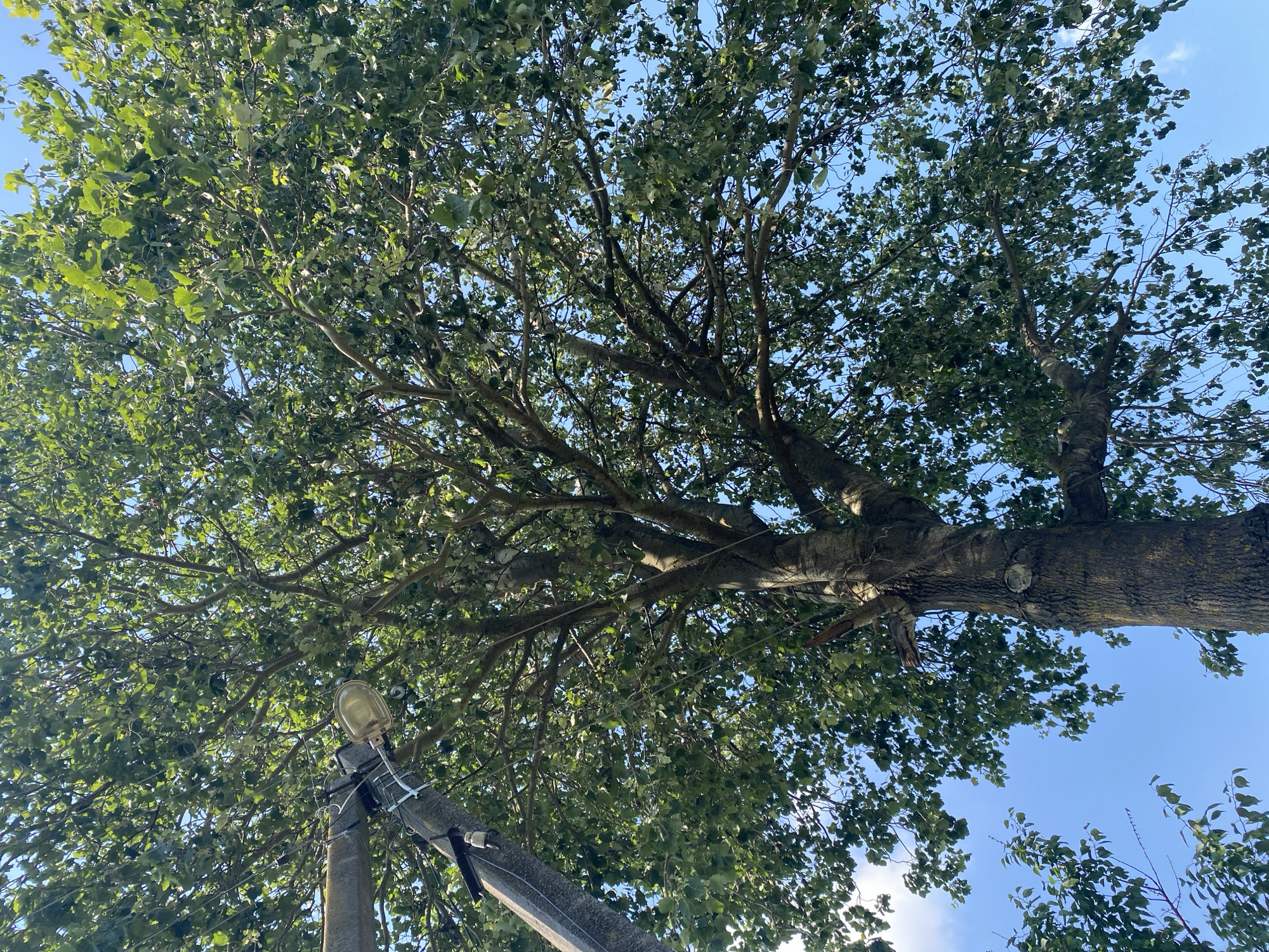 An upward-facing shot captures a large tree with green foliage against a clear blue sky. A tall, grey utility pole is visible to the left of the tree trunk, with a street lamp attached to it. The image appears to be taken from street level in Vasylky, Ukraine, possibly on a sunny day.
