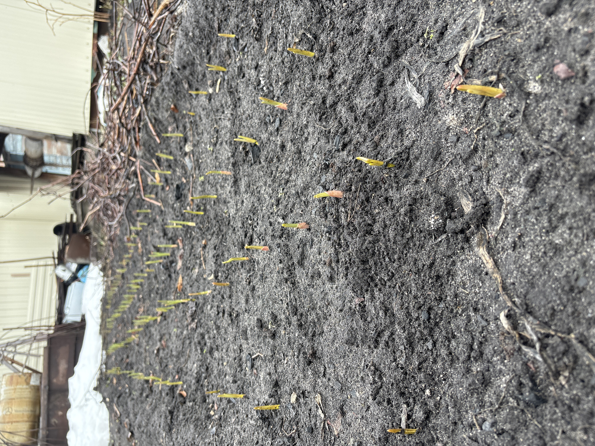 The image shows a close-up of dark soil with numerous small, pale green shoots emerging from it. The shoots are arranged in rows, suggesting intentional planting. Scattered within the soil are small pieces of debris and organic matter. To the left of the soil, a tangle of dry branches or twigs is visible, partially obscuring the view of what appears to be a building or structure. The building has light-colored siding and appears to be in a somewhat cluttered outdoor area. The photo was taken outdoors, in daylight. While it is not possible to confirm the location in Ulyanovsk, Russia, it is an outside garden or farming area.
