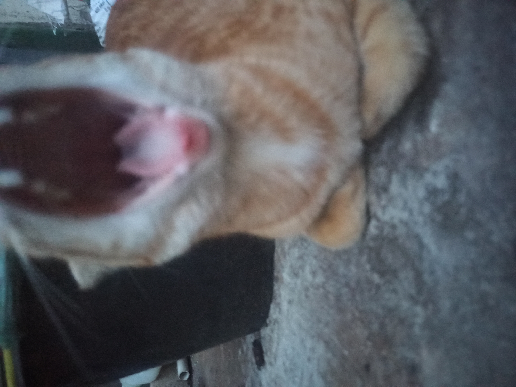 A close-up, slightly blurry, eye-level shot captures an orange tabby cat mid-yawn. The cat is lying down on a rough, concrete-like surface, its mouth wide open, revealing pink gums and visible teeth. Its fur is a mix of orange and white. Behind the cat, a dark, cylindrical object, possibly a bucket or planter, is partially visible. In the background, a portion of a wall constructed of possibly concrete blocks is present, along with some scattered debris. The lighting suggests it is daytime, but the overall atmosphere is somewhat muted. The scene appears to be an outdoor setting, consistent with a residential area in Tuba, Indonesia.