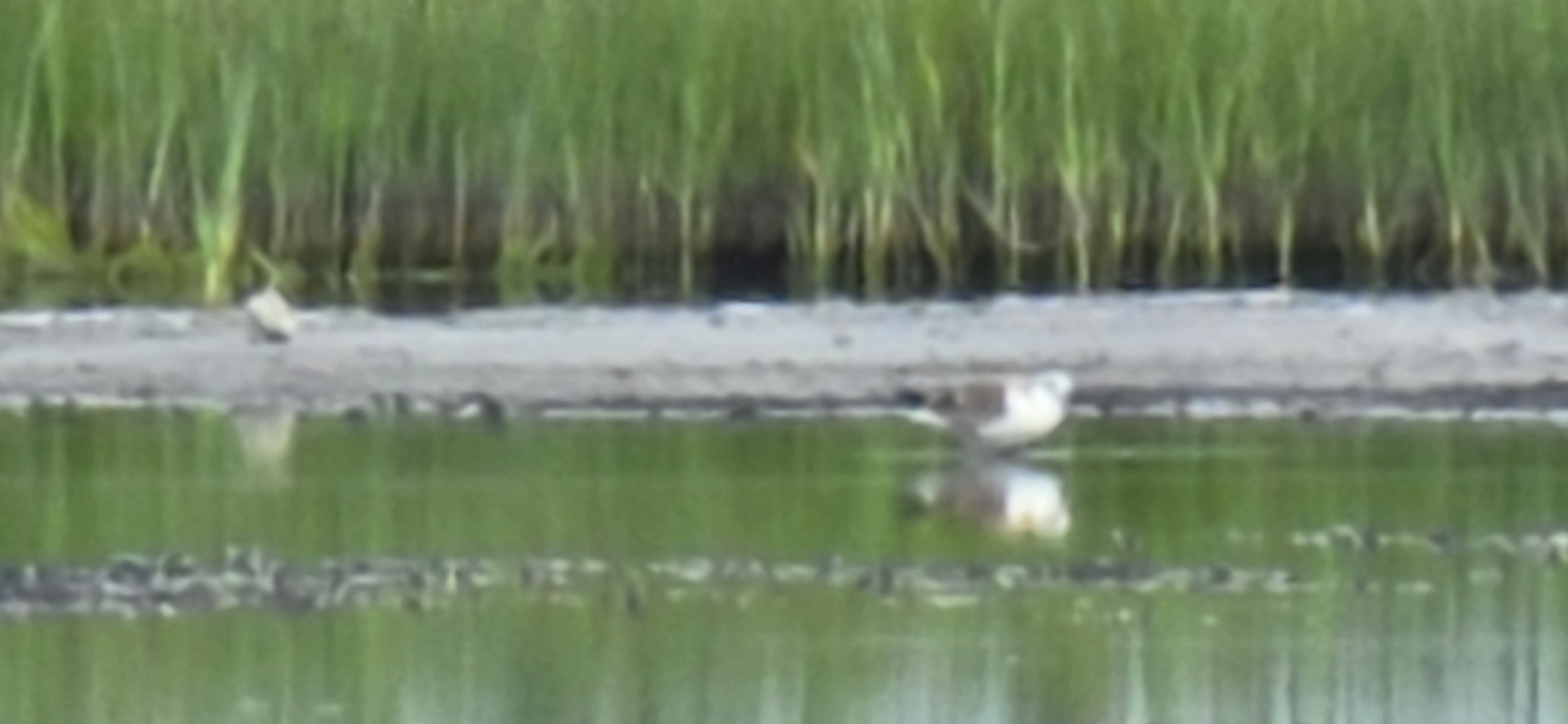 The image shows a natural scene with two birds near a body of water with a grassy background. One bird, which appears to be a sandpiper, is standing on a sandy shore. The second, smaller bird, is partially visible to the left of the sandpiper. The water reflects the birds and the green grass. The image lacks any discernible features that would place it in Kurgan, Russia, or any other specific urban location.