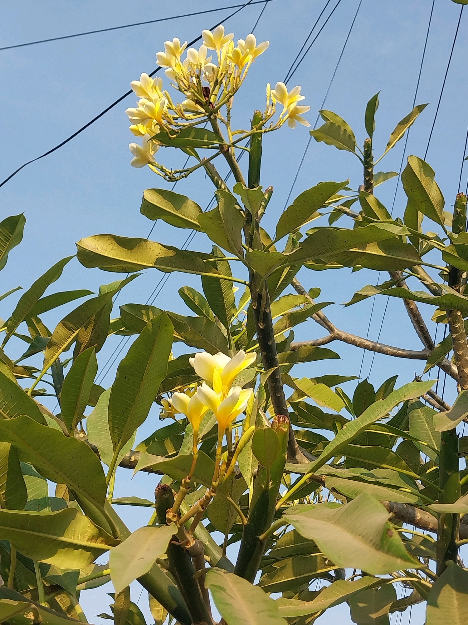 A cluster of light yellow frangipani flowers is in bloom against a clear blue sky, interspersed with green leaves and branches. Several dark wires are visible crisscrossing the sky behind the foliage. The image appears to be taken from a low angle, looking up at the flowering branches. The scene is set in Penataran, Indonesia, suggesting a tropical or subtropical environment. There are no people or animals visible in the image, and no actions or interactions are taking place. The focus is on the natural elements of the plant and the sky.