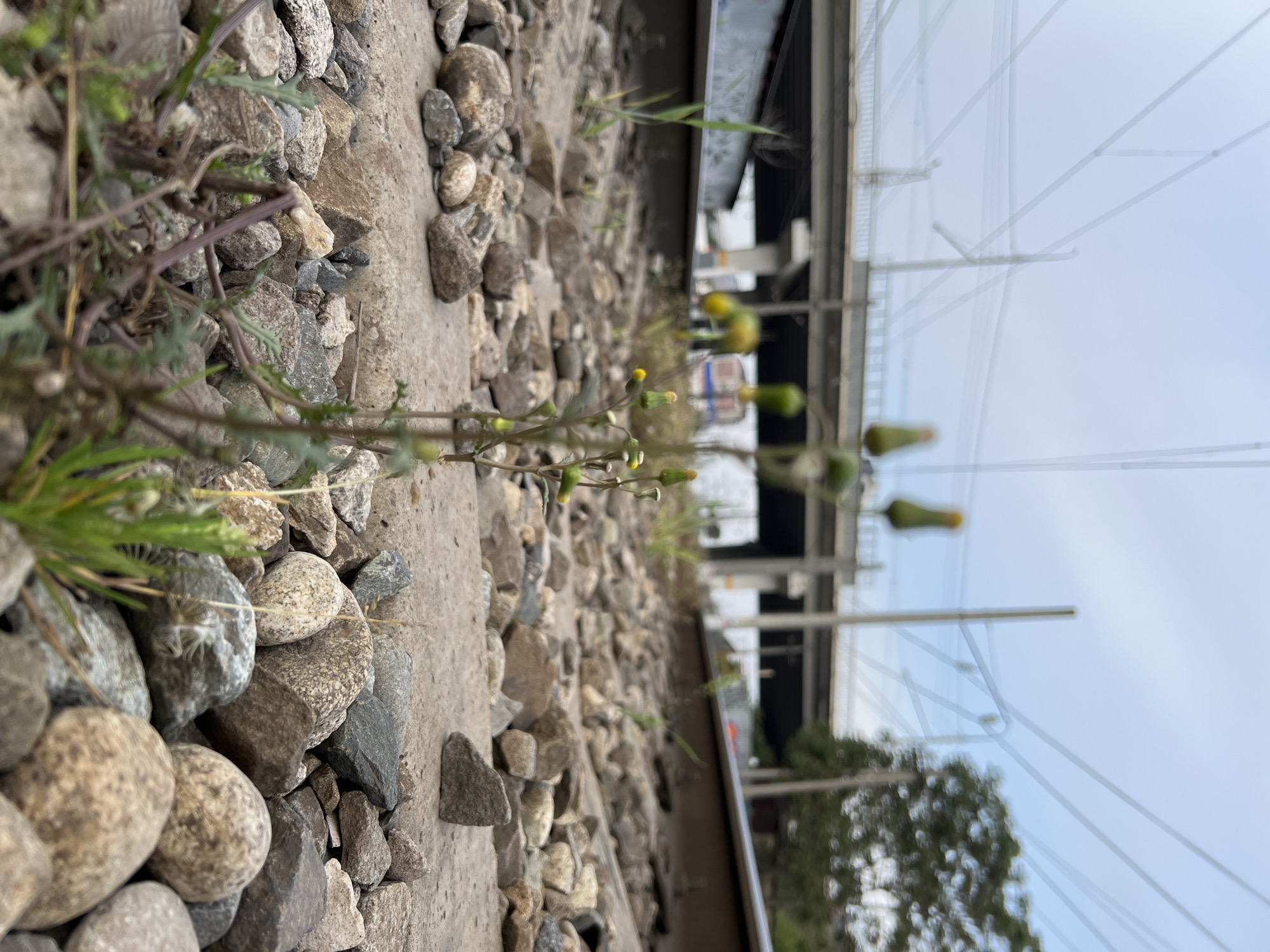 The image shows a close-up perspective of ground-level elements. A concrete ledge is bordered by loose rocks and gravel. Weeds and small plants grow among the rocks, with some featuring yellow flower buds. In the blurred background, there are structural elements that suggest a bridge or overpass, along with electrical lines and foliage. The location, Краснодар, Россия (Krasnodar, Russia) is not visually supported within the image.