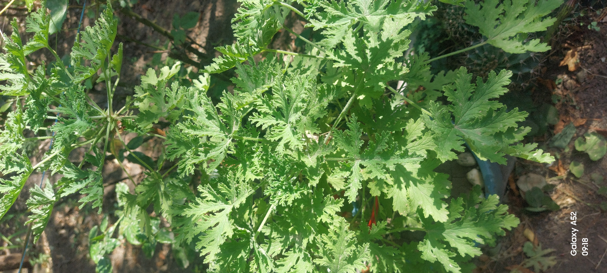 This is a close-up, eye-level, vertical shot of a Citronella plant with deeply lobed, serrated, bright green leaves. The plant is in direct sunlight, with dappled shadows falling across the foliage and the ground below. The ground appears to be soil and dirt, with some fallen leaves and a hint of a blue pot. The background is softly blurred, showing more foliage and darker areas of shadow. The overall impression is of a lush, healthy plant in an outdoor setting. The bottom left corner of the image displays a watermark indicating "Galaxy A52 09:18". There is no indication of Ganja City, Azerbaijan in the image.
