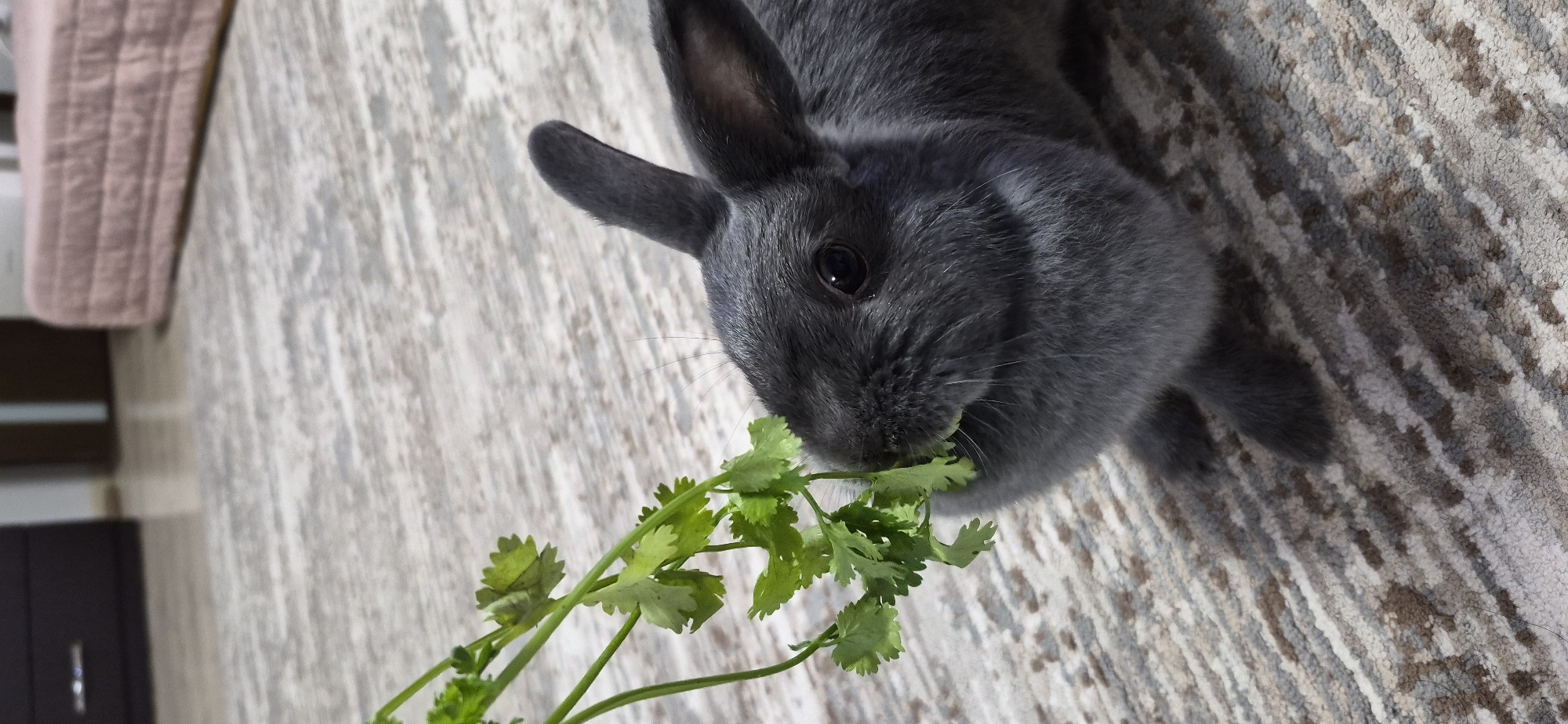 A small, grey rabbit is on a patterned rug, eating a sprig of green herbs. The rabbit is positioned in the lower right quadrant of the image, with its head facing left. The rug has a textured pattern of grey, white, and brown stripes. In the blurred background, there is dark furniture and a pink cushioned object. This image was taken in Ussurijsk, Russia.