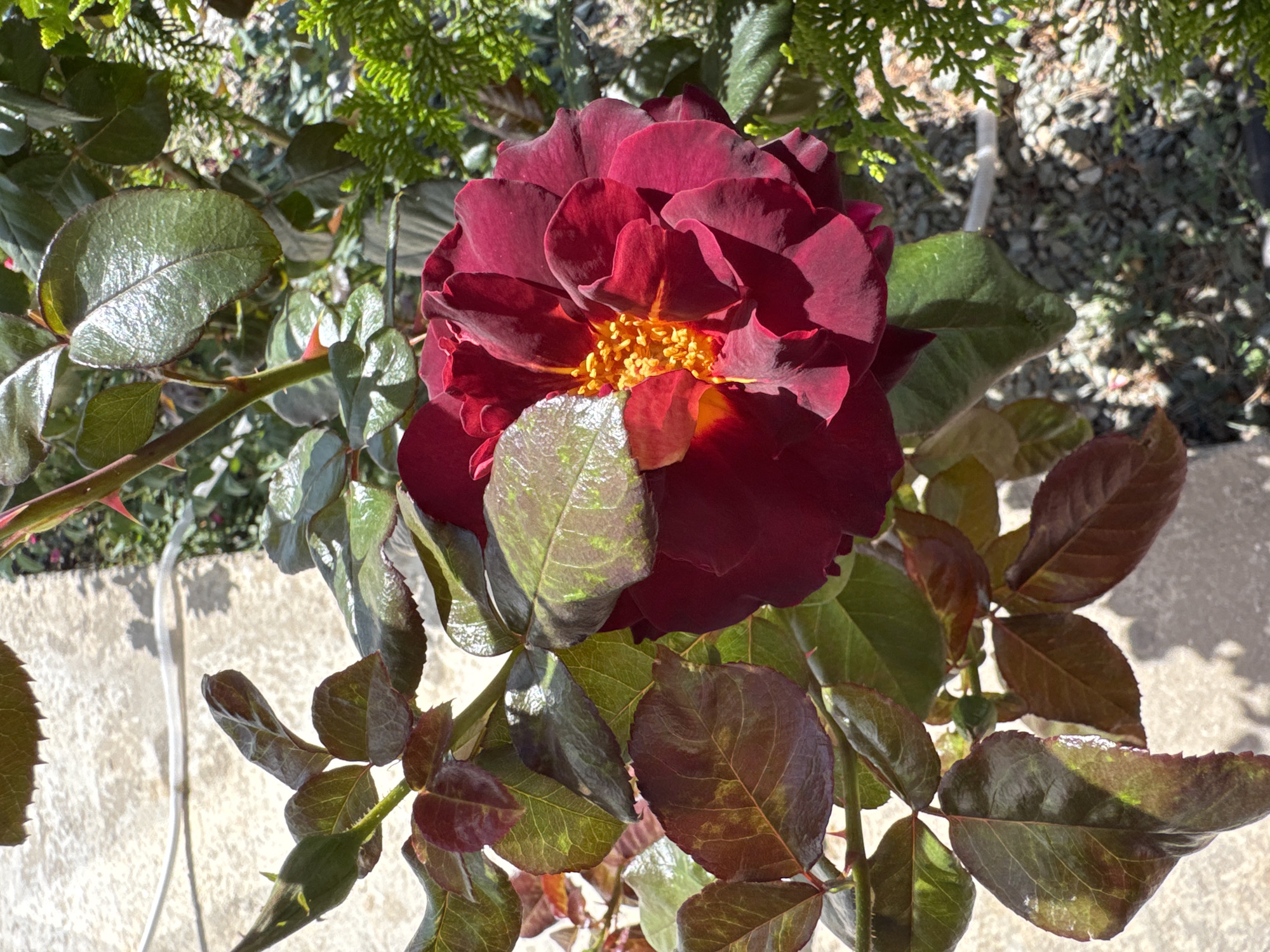 A close-up, high-angle shot captures a dark red rose in full bloom, its velvety petals unfurling to reveal a vibrant yellow-orange stamen at its center. The rose is framed by lush green leaves, some with a reddish-bronze hue, and thorny stems. To the right, a dense evergreen shrub with fine, needle-like foliage adds a textural contrast. The background is blurred, showing a mix of gravel, smaller green plants, and a white cable partially obscured by the rose's foliage. The scene is set outdoors, with sunlight casting shadows and highlighting the dew-kissed surfaces of the leaves. The image was taken in Uyutnoye, Ukraine.