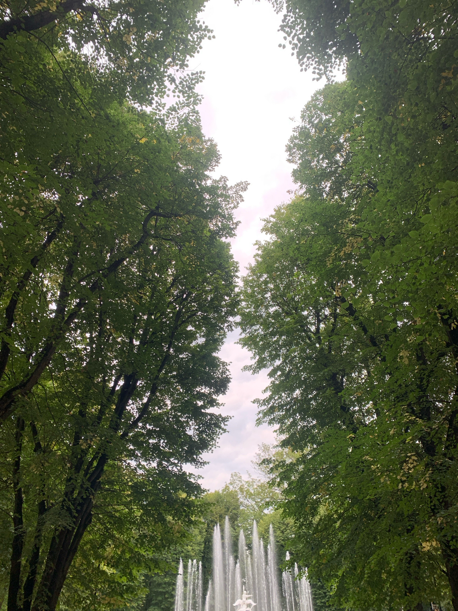 The image depicts a view looking upwards through the dense canopy of two flanking rows of mature trees, forming a natural archway that frames a bright, overcast sky. Below the trees, in the distance, a multi-tiered fountain is actively spraying water upwards, creating elegant plumes that catch the light. The fountain appears to be set within a park or garden. While the specific location is not explicitly identified, the style of the fountain and the landscaping are consistent with the historic and ornate gardens found in Lviv, Ukraine. No people are visible in the frame. The overall impression is one of serene natural beauty punctuated by the dynamic element of the water display.