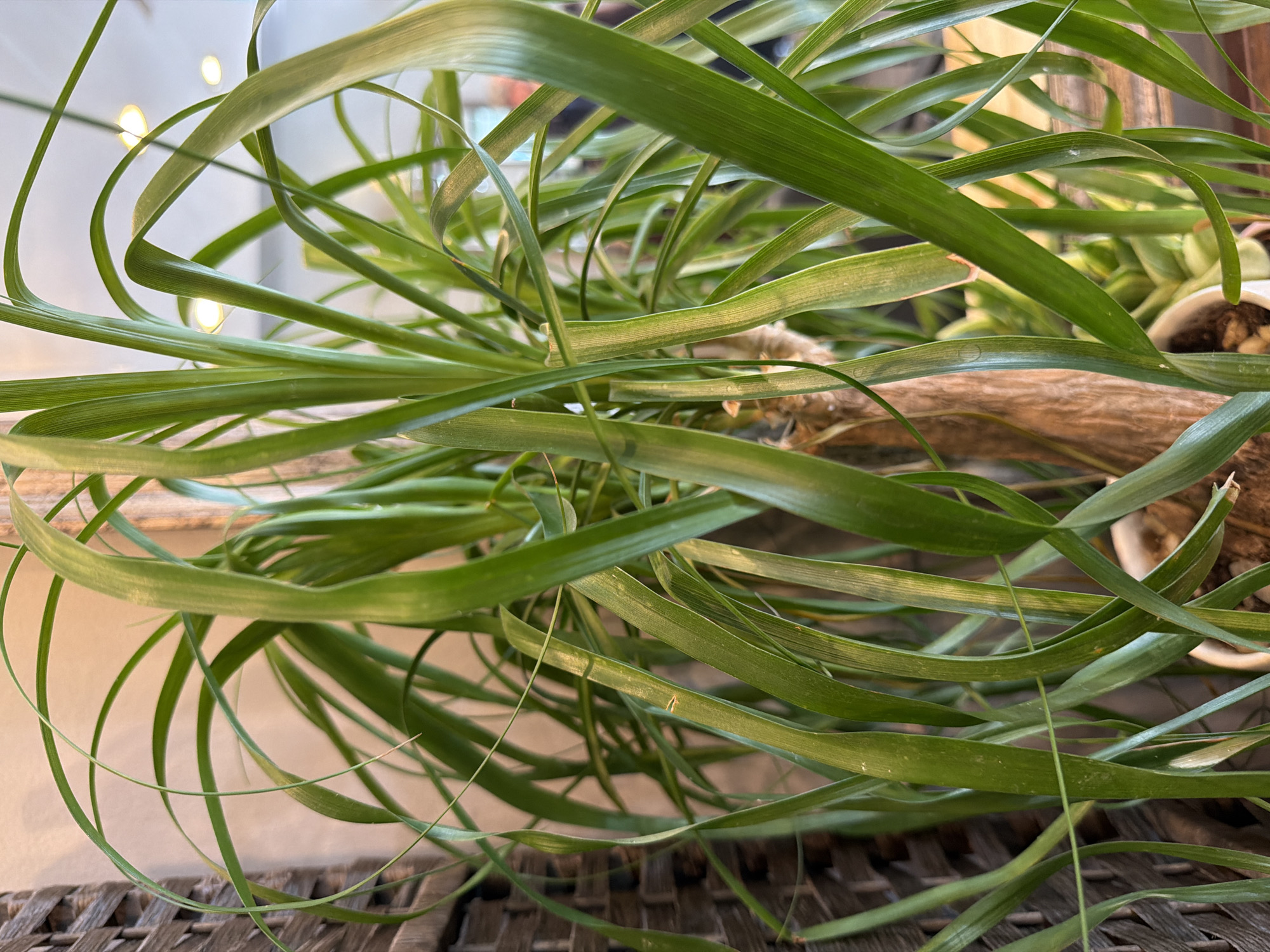 The image is a close-up, eye-level shot of a ponytail palm plant. The plant has long, thin, green leaves that arch and curl. A thick, woody stem is visible in the center of the frame. In the background, a woven screen is visible to the left, and a blurred ceiling with lights is visible at the top. The environment appears to be indoors.