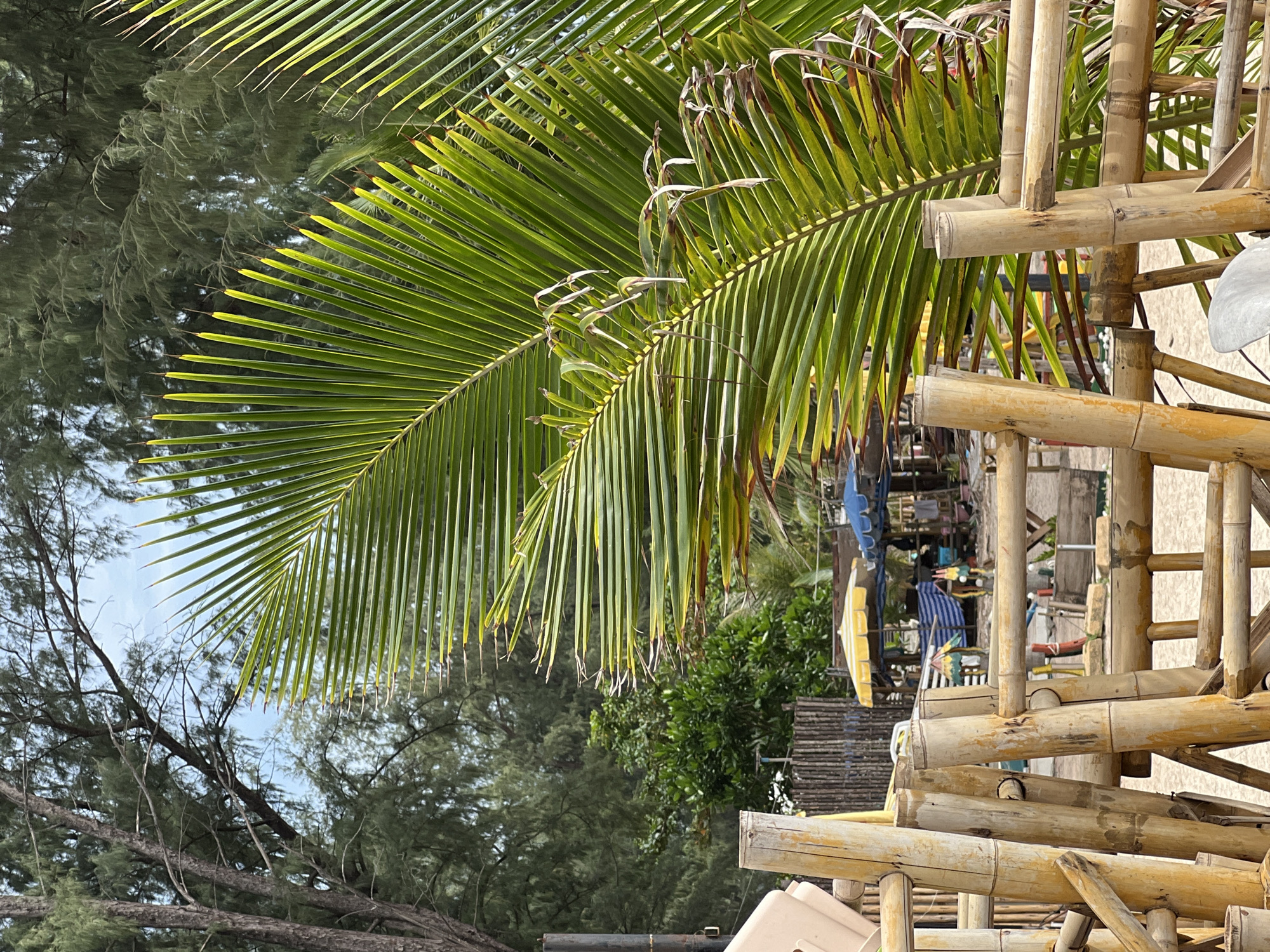 A close-up, eye-level shot focuses on lush green palm fronds in the foreground, obscuring parts of the background. The fronds are vibrant green with some tips showing signs of browning. Behind the palm fronds, a beach scene unfolds. A bamboo fence made of light brown, natural bamboo poles and horizontal bars runs across the lower portion of the image. Beyond the fence, there is a sandy beach with several beach umbrellas, one yellow and white striped and another blue. Some structures appear to be beachside stalls or small buildings. In the far background, tall trees with thin trunks and dense green foliage create a backdrop against a bright, possibly overcast sky. The overall impression is a sunny day at a tropical beach.