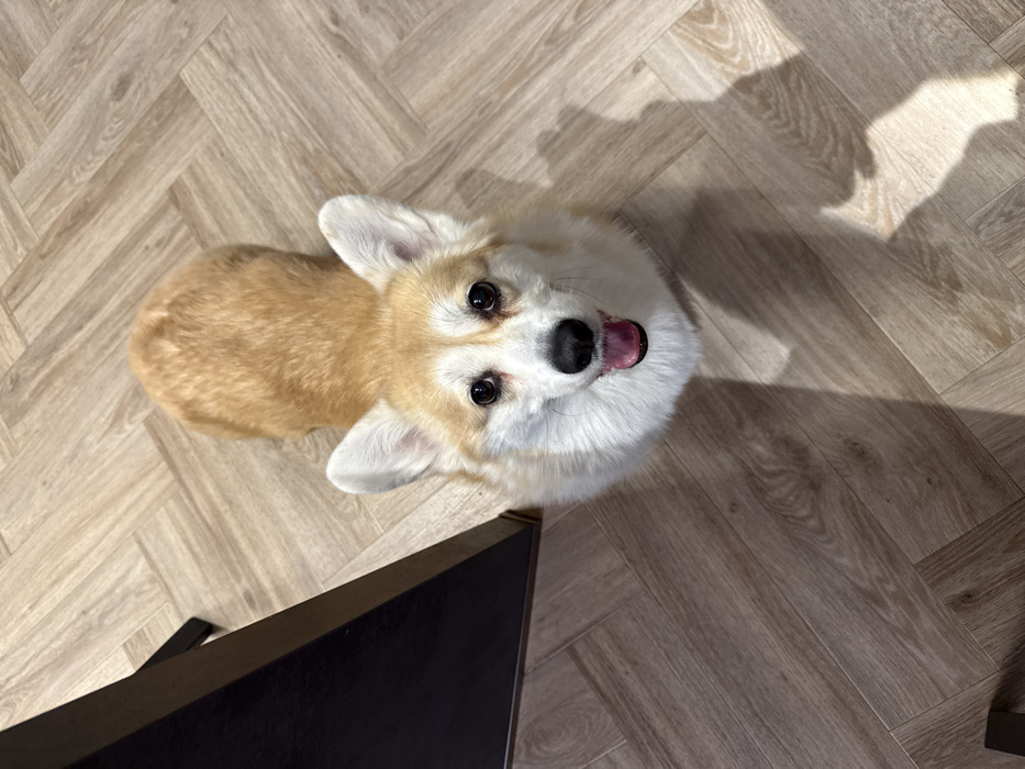 A corgi with tan and white fur sits on a wooden floor, looking up at the camera. The dog's tongue is slightly visible. Part of a black table is in the foreground. The wooden floor is arranged in a herringbone pattern. The lighting suggests it's daytime, with a shadow on the floor beside the dog.
