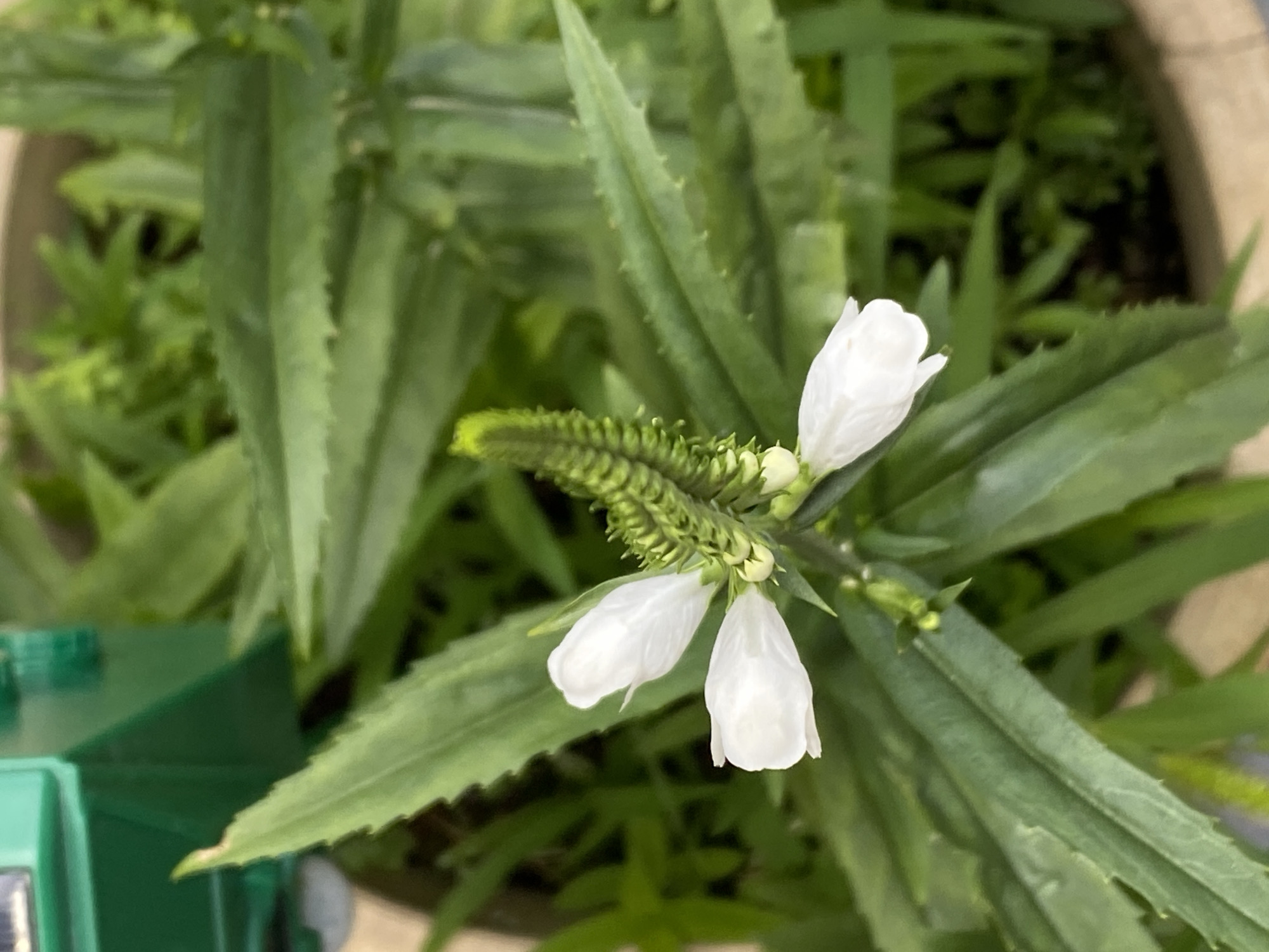 A close-up, eye-level shot focuses on a white flower with four petals, positioned slightly off-center to the right. The petals are elongated and pointed, with a slight curve inwards. The flower is attached to a green stem that leads to a tightly packed, cone-shaped structure of small green buds or developing seed heads. The background is a dense blur of green foliage, suggesting a garden or natural setting. In the upper left corner, a portion of a bright green, plastic object, possibly a watering can or garden tool, is visible. The image appears to be taken outdoors in natural light. There are no people or animals present. The scene is static. The image depicts flora within a botanical context, likely a garden.