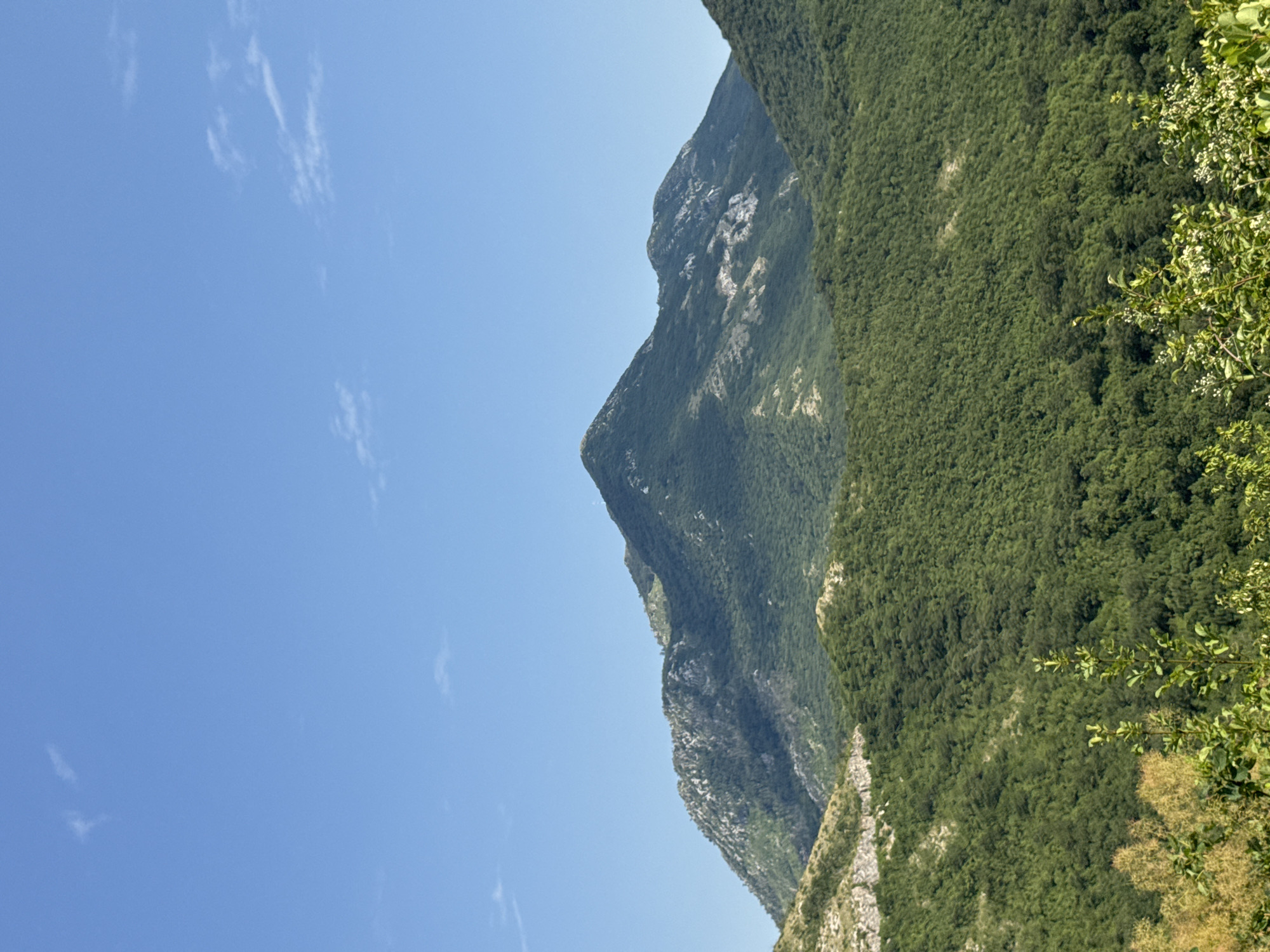 An outdoor, vertical, full shot captures a lush green mountainous landscape under a clear blue sky. In the foreground, the tops of various trees and bushes, some with small white flowers and others with feathery yellow-brown blossoms, are visible. The middle ground is dominated by rolling hills covered in dense, dark green foliage. In the background, a large, prominent mountain with a pointed peak rises, its slopes also covered in vegetation, with patches of lighter rock visible. The sky above is a vibrant blue with a few wispy white clouds scattered across it. The scene appears to be a natural, undeveloped environment, likely in the vicinity of Dragalj, Montenegro.