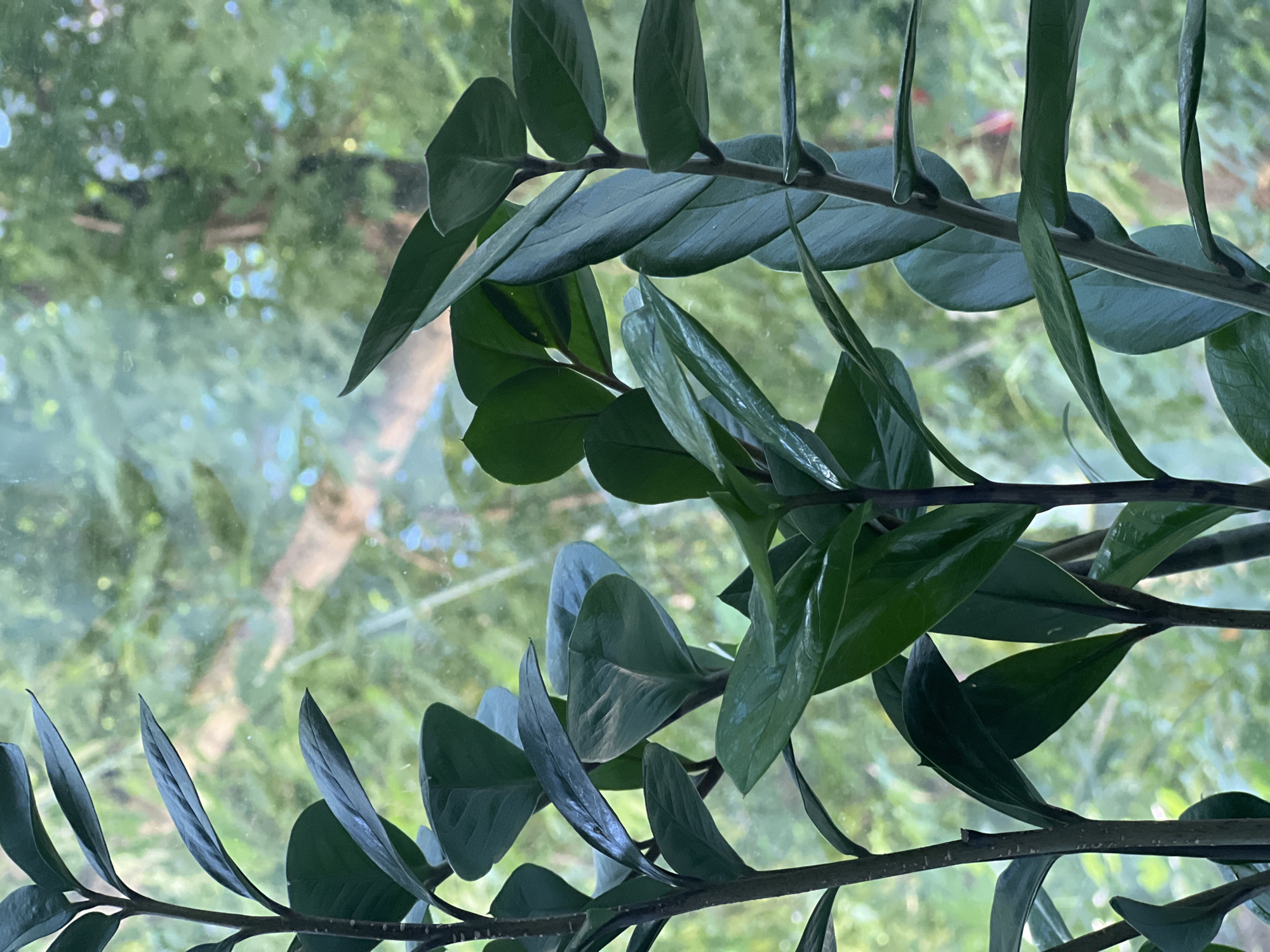 This is a close-up, eye-level, outdoor, vertical, slightly blurred, color photograph of the stems and dark green, glossy leaves of a ZZ plant (Zamioculcas zamiifolia). The plant is positioned in the foreground, with its stems and leaves occupying most of the frame. The background is a soft-focus view through a window, showing a blurred green and brown outdoor environment with dappled sunlight and the suggestion of trees and foliage. There is no indication of the city of Mozhaisk, Russia, or any specific location within it. No people, actions, or interactions are depicted. The scene is static and focused on the plant's details.