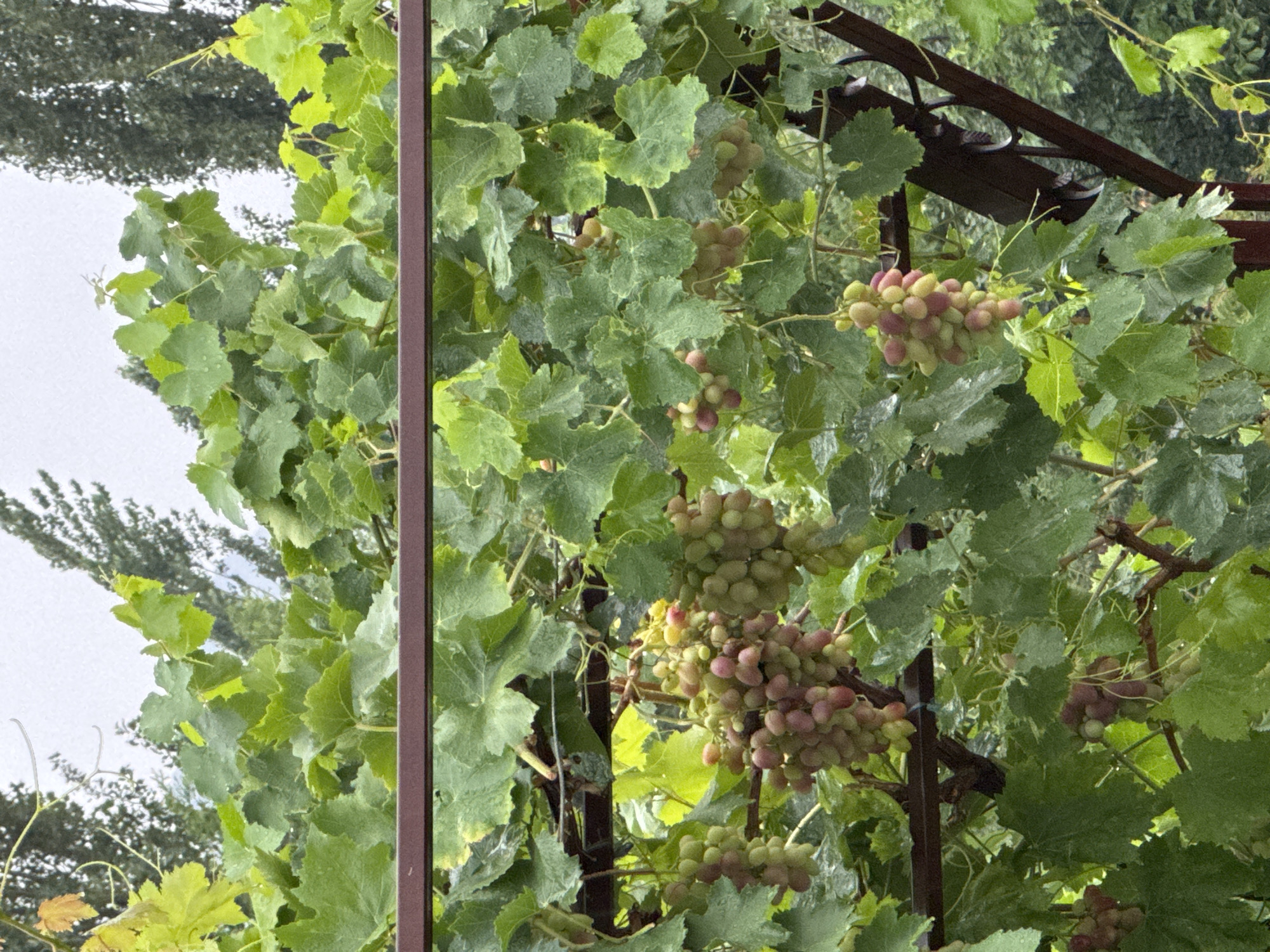 In the city of Beshtal, Uzbekistan, a close-up, eye-level shot captures a vineyard bathed in natural, overcast light. The foreground is dominated by the lush green foliage of a grapevine, with broad, textured leaves, some showing signs of yellowing, and many adorned with small water droplets, suggesting recent rain. Several clusters of grapes hang from the vine. These grape clusters vary in ripeness and color, with some appearing predominantly green and others transitioning to pinkish-red hues. The grapes are clustered tightly together on stems, forming pendulous bunches. A dark brown, weathered metal support structure runs horizontally across the mid-section of the image, with a vertical decorative metal element visible on the right. In the background, the soft focus reveals more greenery and the silhouettes of tall, slender trees, possibly cypress or similar species, creating a natural, slightly blurred backdrop. The overall scene evokes a sense of organic growth and the bounty of nature in a rural or semi-rural setting.