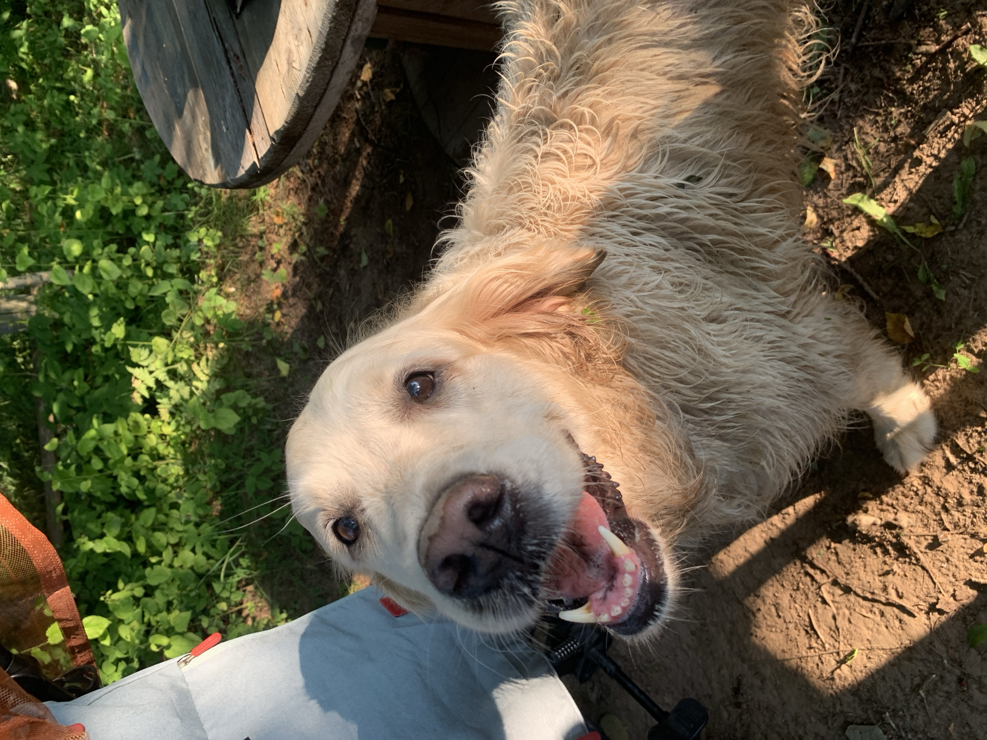 A golden retriever dog with wet fur smiles with its mouth open, showing its teeth, in the foreground of an outdoor scene. The dog is positioned to the left of a round, wooden table. Behind the dog, lush green foliage and trees form the background. The ground is a mix of dirt and fallen leaves, with a shadow cast by the dog and its surroundings. A part of a blue and orange tent-like object is visible to the far left. The image appears to have been taken in a park or natural setting, possibly during daylight hours given the lighting. The exact location in Zasechnyi, Russia, is not discernible from the image itself.
