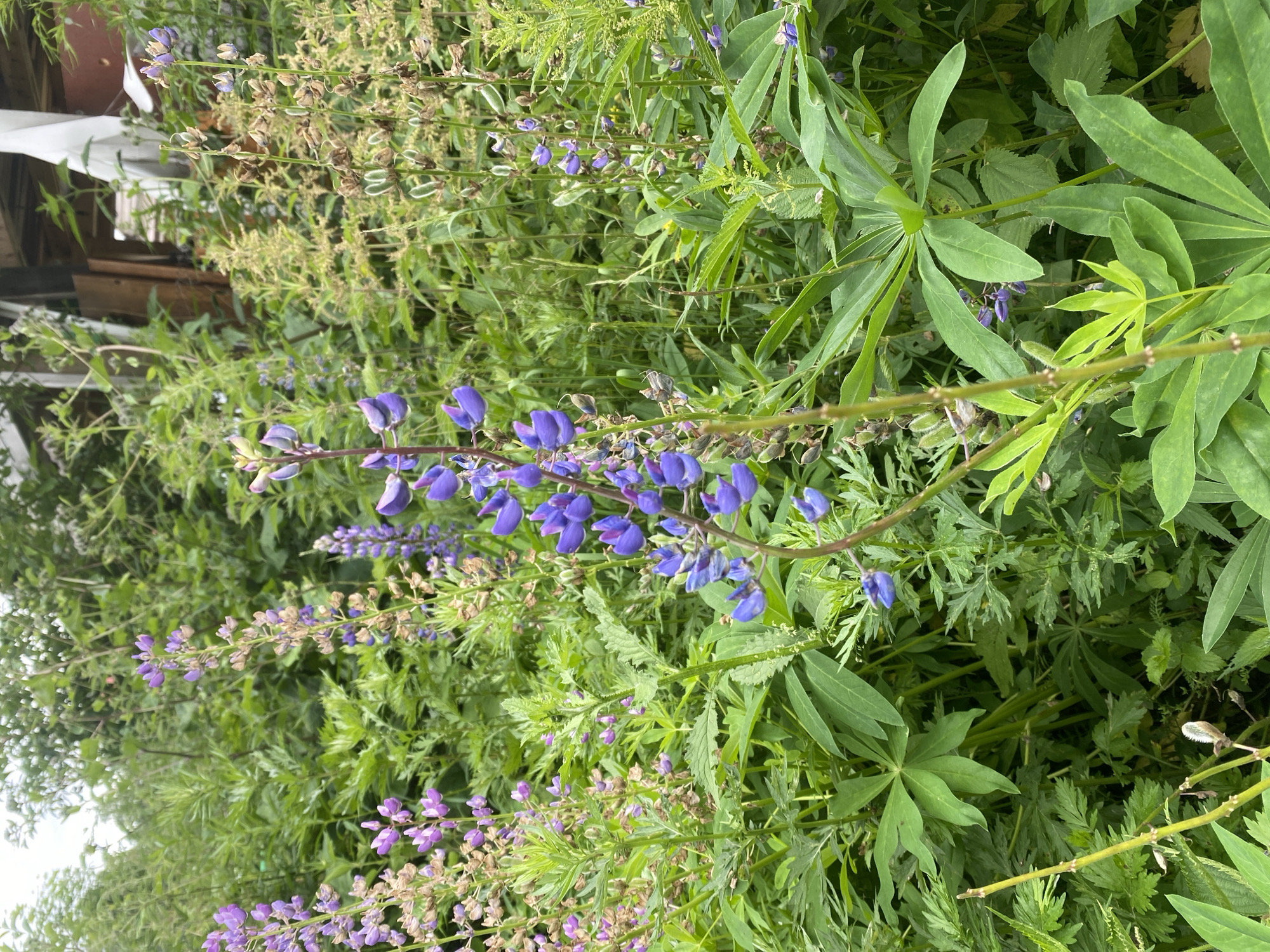 A close-up, eye-level shot captures a cluster of blooming purple lupine flowers in a natural outdoor setting. The flowers, with their distinctive spiky inflorescences, are the primary subjects, with some in full bloom and others in various stages of development, including faded brown seed pods. They are surrounded by lush green foliage, including broad-leaved plants and more delicate, feathery leaves. In the background, out of focus, the wooden structure of a building or shed is partially visible, suggesting an area near human habitation within a rural or semi-rural environment. The overall impression is one of abundant, untamed natural growth. The location is Lindo-Pustyn' (Kantaurovskii S/S), Russia.