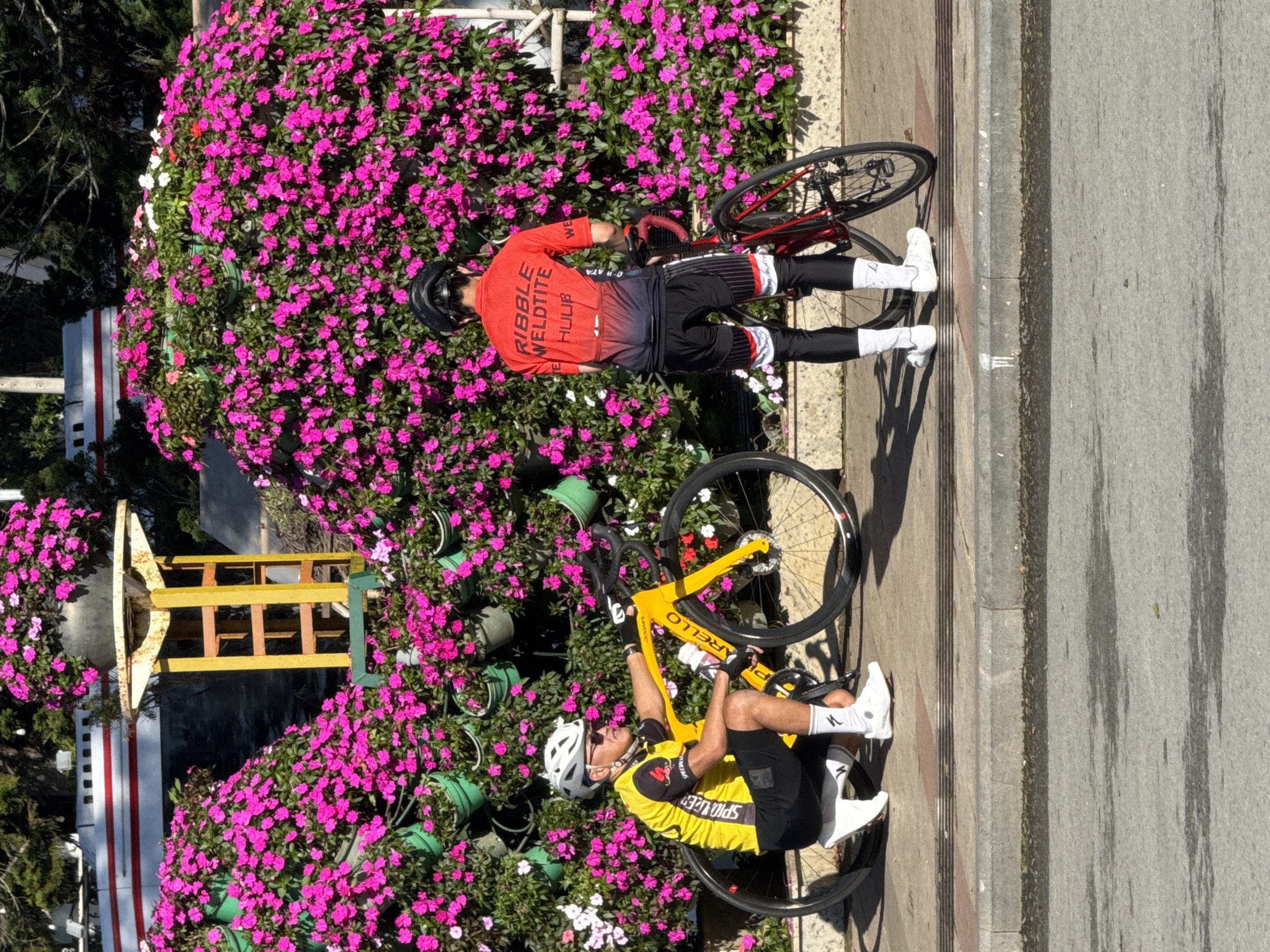 Two cyclists are paused on a sidewalk in Phường Xuân Hương, Đà Lạt, Vietnam. The cyclist on the left, wearing a yellow and black jersey, white helmet, and white cycling shoes, is kneeling beside a bright yellow road bicycle. He is looking to his right. The cyclist on the right, wearing a red and black jersey with white text, black cycling shorts, black leggings, and white cycling shoes, is standing with his back to the camera, holding onto a red road bicycle. Both cyclists are positioned in front of a vibrant wall of pink flowers. In the background, a white boat-like structure with a red stripe is visible, along with a yellow and green metal stand also adorned with pink flowers. The ground in front of the sidewalk is asphalt.