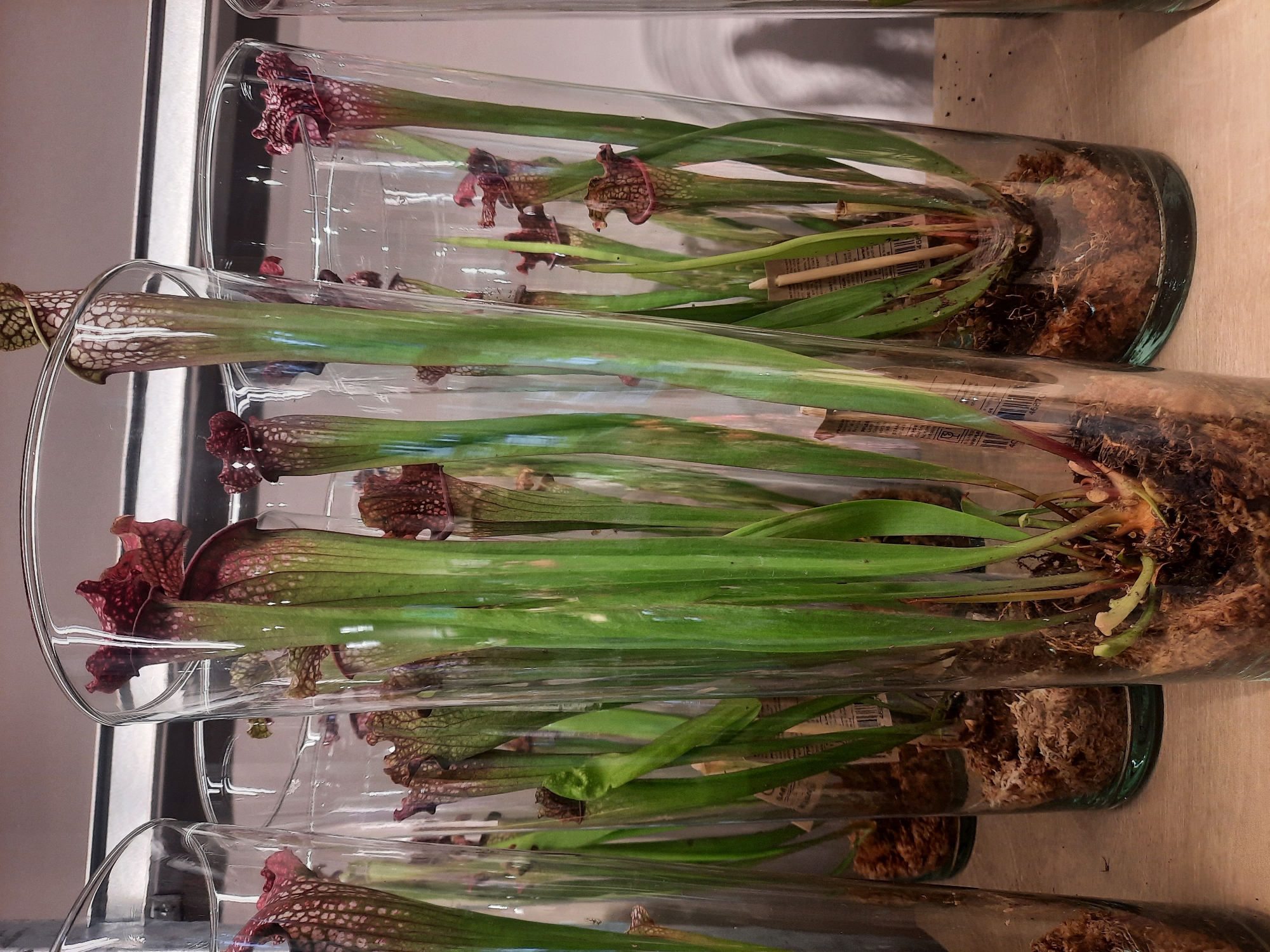 The image displays several carnivorous pitcher plants, likely Sarracenia species, housed in tall, clear glass vases. The plants have elongated, green pitchers with reddish-brown hoods, some featuring a reticulated pattern. They are planted in a substrate of what appears to be sphagnum moss and possibly other organic material. The vases are arranged in a row on a light-colored wooden surface. The background is out of focus, showing a metallic horizontal surface above and a blurred wall or shelf. There are no people visible in the image. The scene appears to be an indoor display, possibly in a nursery, garden center, or botanical exhibition.
The image does not provide any visual cues or context that would allow for the determination of its location within the city of Rosenheim, Germany.