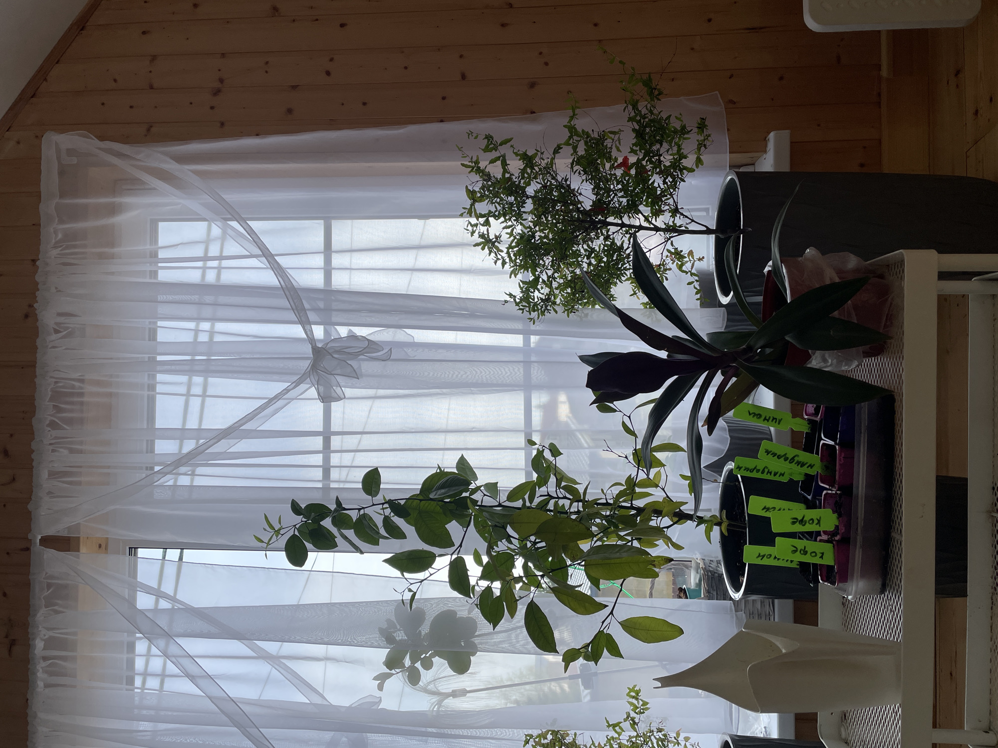 The image shows a window in a room with wooden walls, potentially located in Sestroretsk, Russia. The window is covered with white, sheer curtains. On a white metal shelf in front of the window are several potted plants. One plant has small green leaves, another has large green leaves, and another has purplish leaves. Some small green plant markers are visible in one of the pots. The overall scene suggests an indoor plant display near a window.