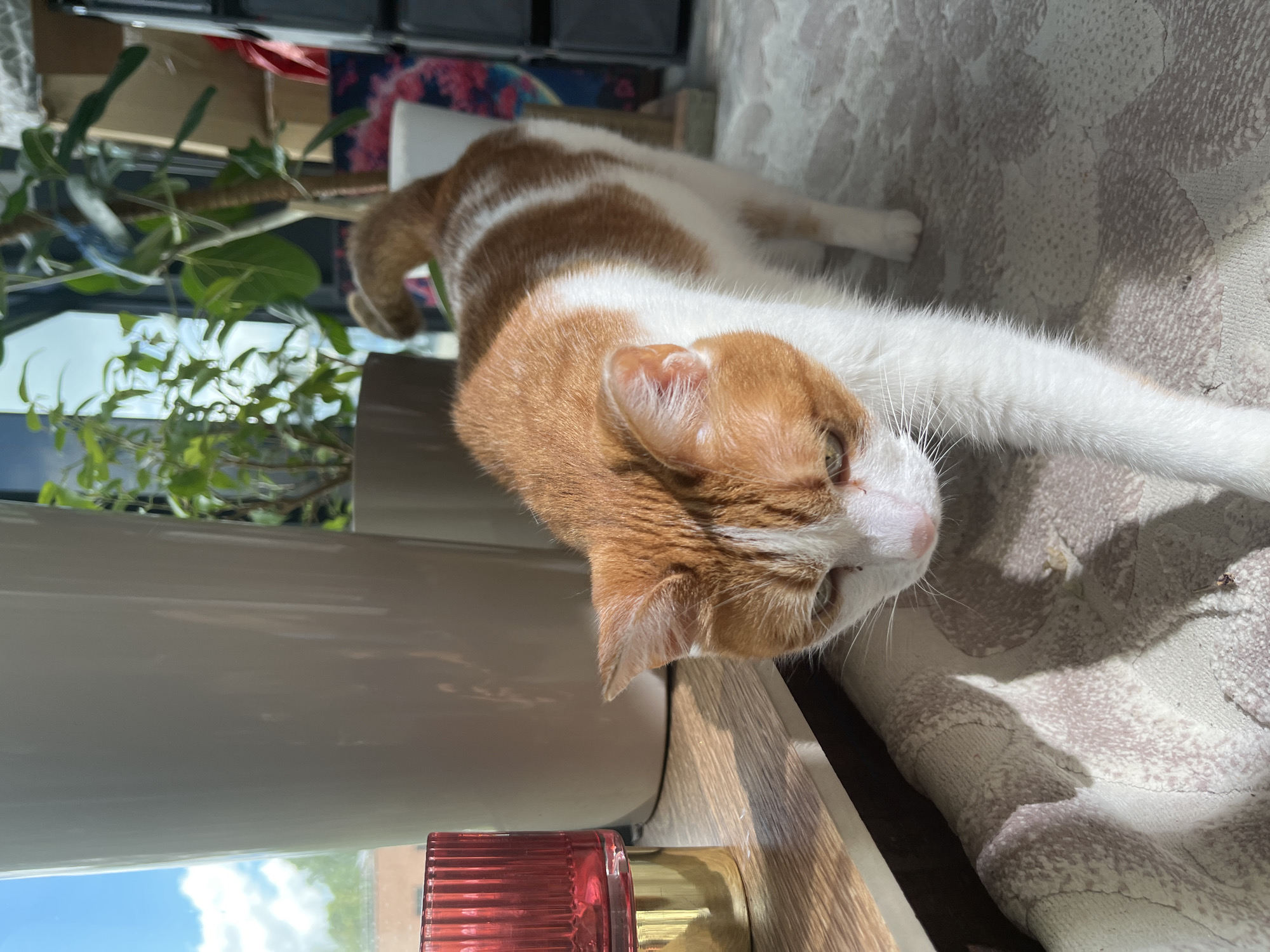 The media file shows an orange and white cat lying on a textured surface, possibly a couch or rug, in a well-lit indoor environment. The cat is the primary subject, positioned centrally in the frame, with its body stretched out and its head resting close to a wooden surface. Sunlight streams in from the left, casting shadows and highlighting the cat's fur.
In the background, a large potted plant with green leaves is visible, suggesting a home or indoor garden setting. A window is also present, showing a bright sky with clouds, indicating it's daytime. There are also some blurred objects in the background, including what appear to be storage shelves and colorful items. On the wooden surface in the foreground, there's a close-up of a red, ridged object and a golden lid, possibly part of a cosmetic or decorative item.
The cat appears relaxed and possibly drowsy, with its eyes partially closed. The overall mood is peaceful and domestic. The lighting suggests it is daytime, likely a sunny day. No text is visible in the media file. The location context is Prigorodny, Russia.