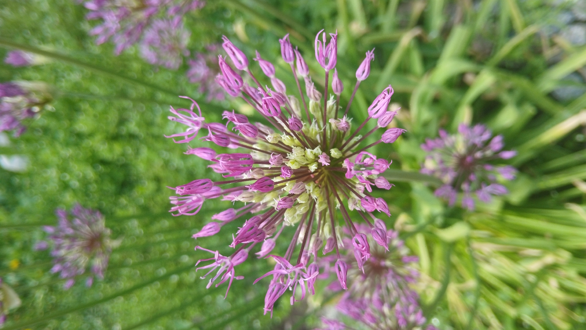 A high-angle, close-up shot features a cluster of flowering Allium plants, likely in a garden setting. The focal point is the central flower head, a spherical structure with multiple unopened purple buds and a few fully opened star-shaped flowers with prominent stigmas. The background consists of soft-focus green foliage, with a mix of grass and other plants. Several other flower heads, also in various stages of blooming, are scattered around the main flower head. The scene is bathed in natural light, creating a sharp contrast between the flower heads and the foliage. The location, city, and other environmental details are not apparent.