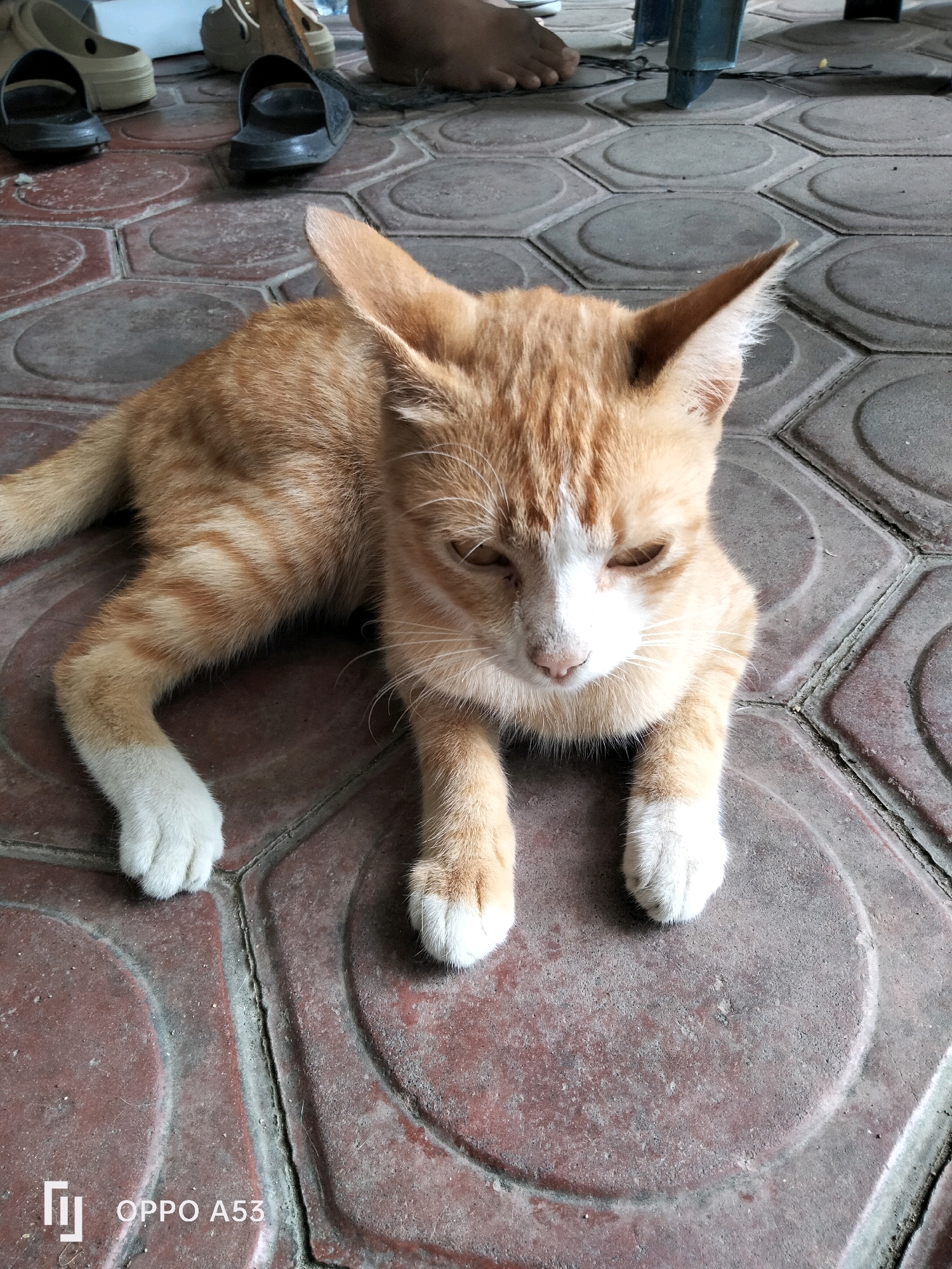 An orange and white tabby cat is lying down on a patterned tile floor in an outdoor setting. The cat is positioned in the center of the frame, with its head turned slightly to the right and its eyes partially closed. Its fur is striped with darker orange markings, and its paws are white. In the background, several pairs of footwear, including sandals and flip-flops, are visible. The tile floor is made of hexagonal red-brown tiles with circular patterns. A portion of a person's foot is visible in the upper right quadrant of the image. The image includes a watermark at the bottom left that reads "OPPO A53".