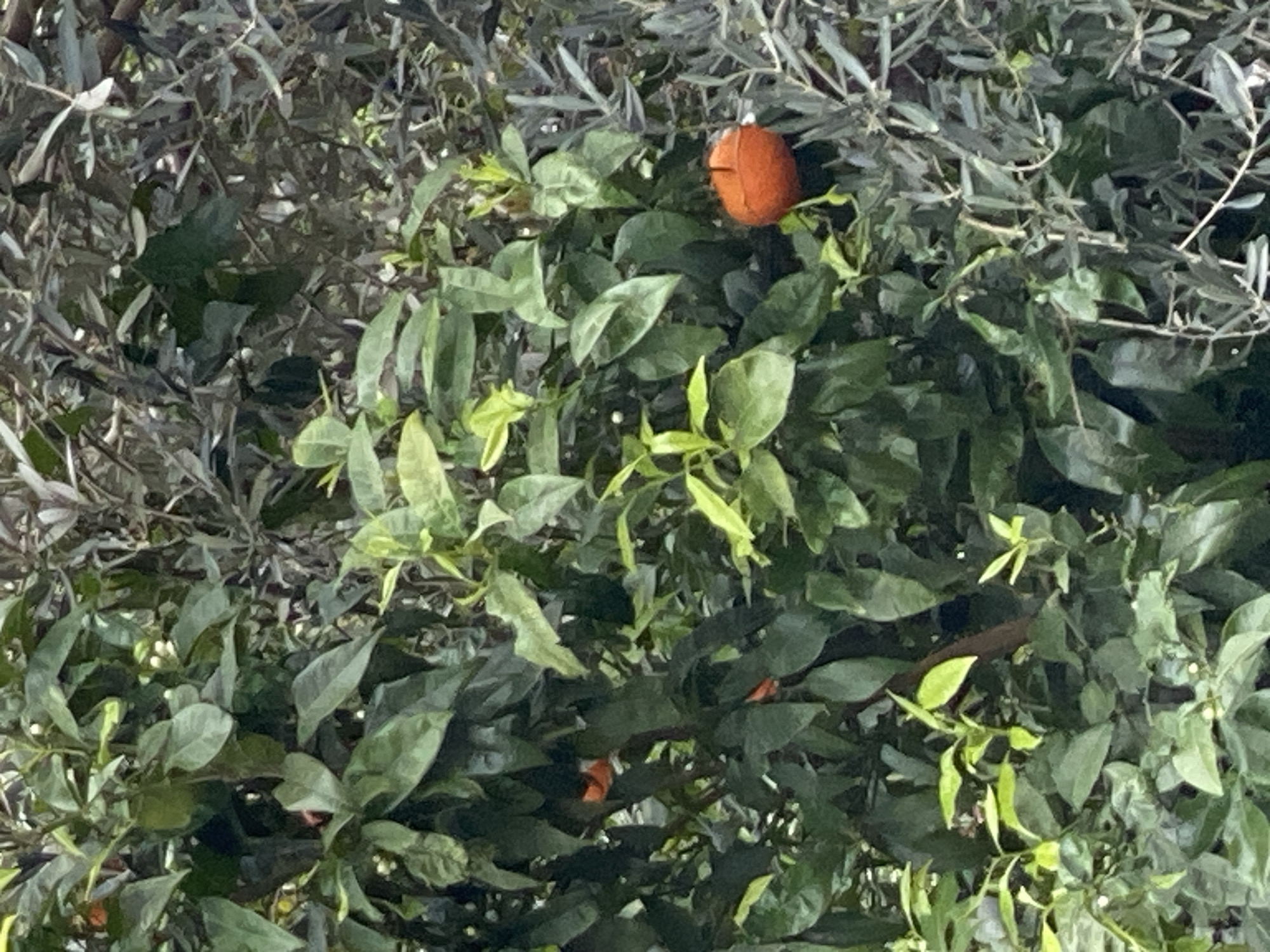 The image shows a dense tree in the city of Budva, Montenegro. Predominantly green leaves fill the frame, interspersed with grey-green foliage. A bright orange fruit, possibly an orange or mandarin, is visible amongst the leaves. Another piece of fruit is visible near the lower portion of the image. Small white flowers are also visible.