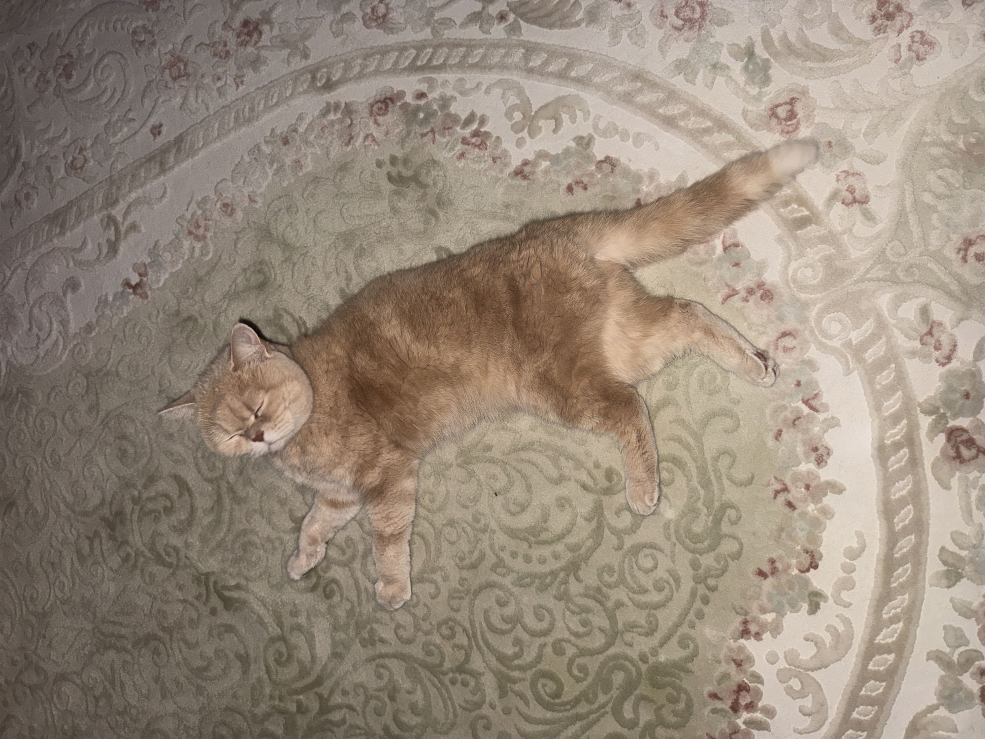 A beige cat is lying on a patterned rug. The cat is positioned diagonally across the frame, with its head near the upper left corner and its tail extending towards the upper right. The rug has an intricate floral and geometric pattern in shades of beige, green, and pale rose. The environment is indoors and the location is Unknown, Unknown.