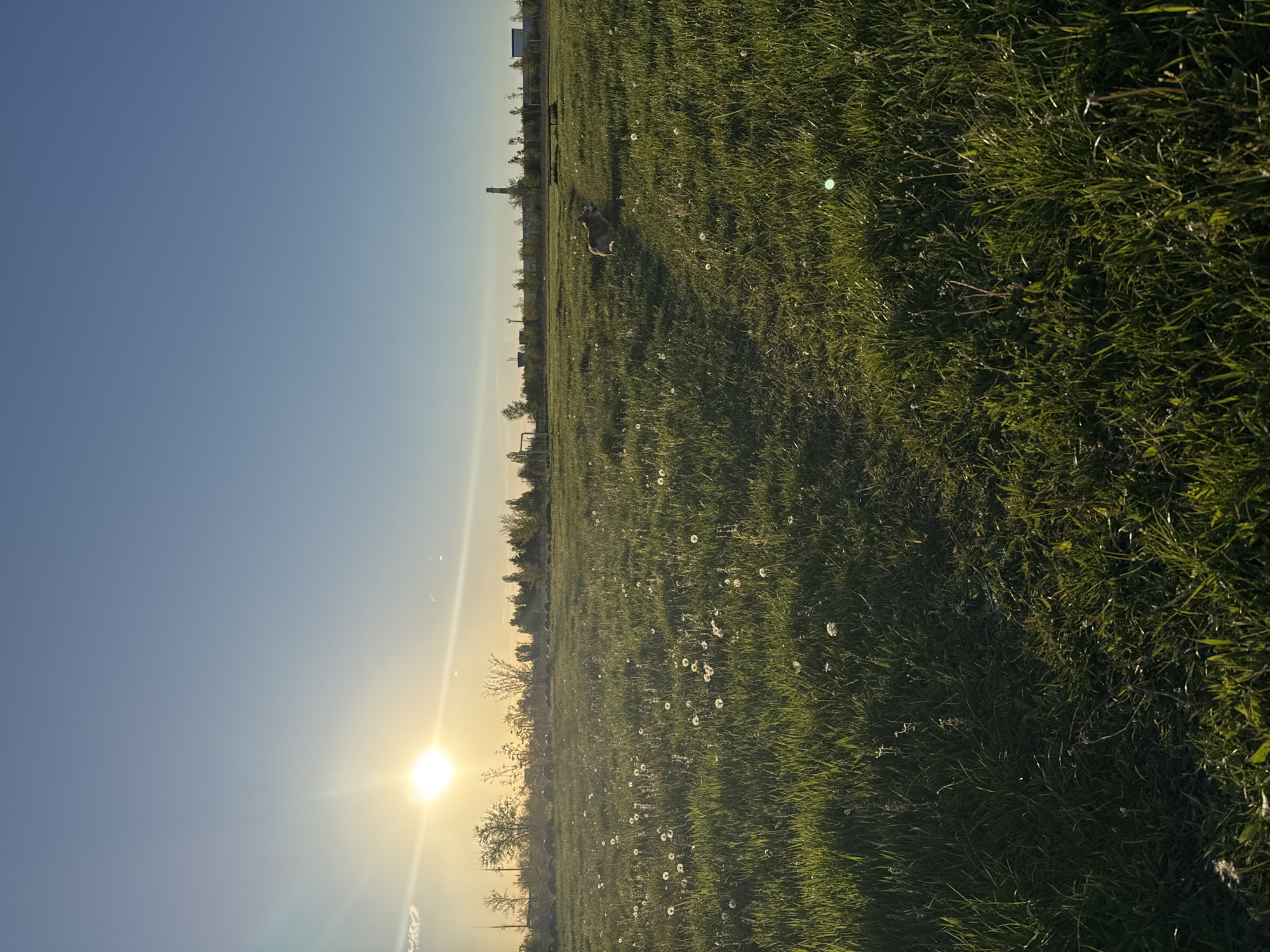 The image displays a serene outdoor scene, primarily featuring a vast, verdant grassy field under a clear sky. A small dog, appearing to be a Corgi or similar breed with tan and white fur, is lying down peacefully in the mid-ground of the field, facing towards the right. The lush green grass is interspersed with numerous white dandelion seed heads, creating a natural, pastoral texture.
The sun is a prominent element, positioned low on the left side of the frame. Its strong, warm glow and lens flare indicate either early morning or late afternoon, as suggested by the long shadows cast across the grass. The sky transitions from a brilliant golden-yellow near the sun to a clear, soft blue across the rest of the upper frame. In the distance, a faint line of trees and some indistinct structures can be seen along the horizon, framing the open field. The overall impression is one of tranquility and natural beauty during the golden hour. No visible text is present in the image.