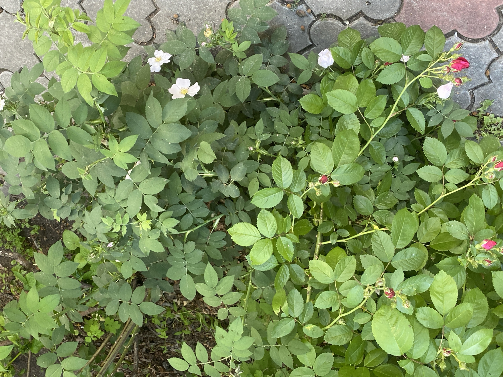 Memory