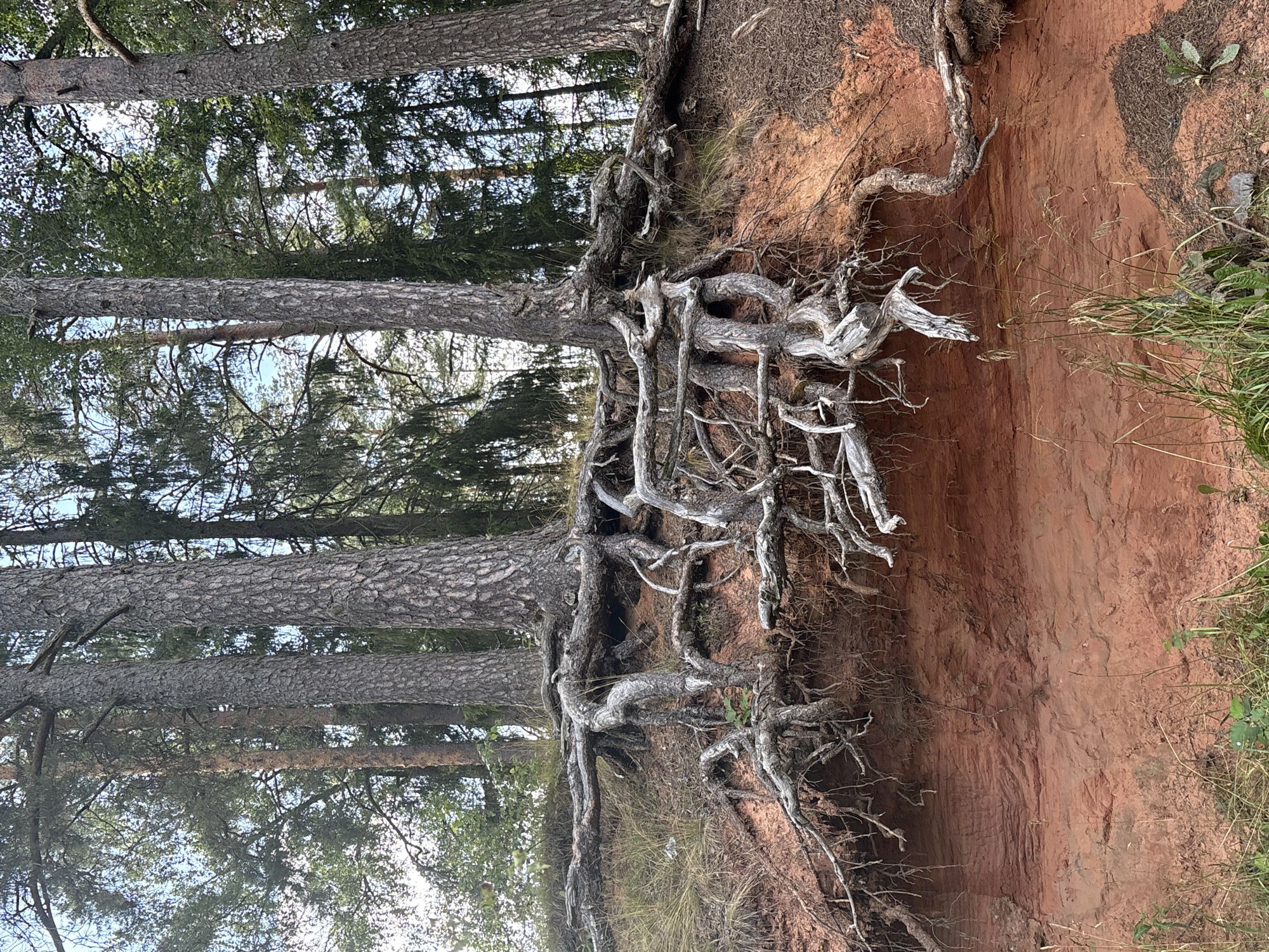 The image shows the exposed roots of several pine trees on a reddish-brown soil embankment. The roots are thick, gnarled, and spread out both horizontally and vertically, some reaching down into the exposed soil layers. The trees themselves are tall and slender with rough bark, their trunks partially obscured by branches and foliage. The embankment appears to be eroding, with loose soil and dried organic matter visible. Green grass and other vegetation grow at the base of the embankment and on the upper edge where the trees are rooted. The background consists of more trees and a bright sky, suggesting an outdoor, natural setting. This scene is located in Batovo, Russia.