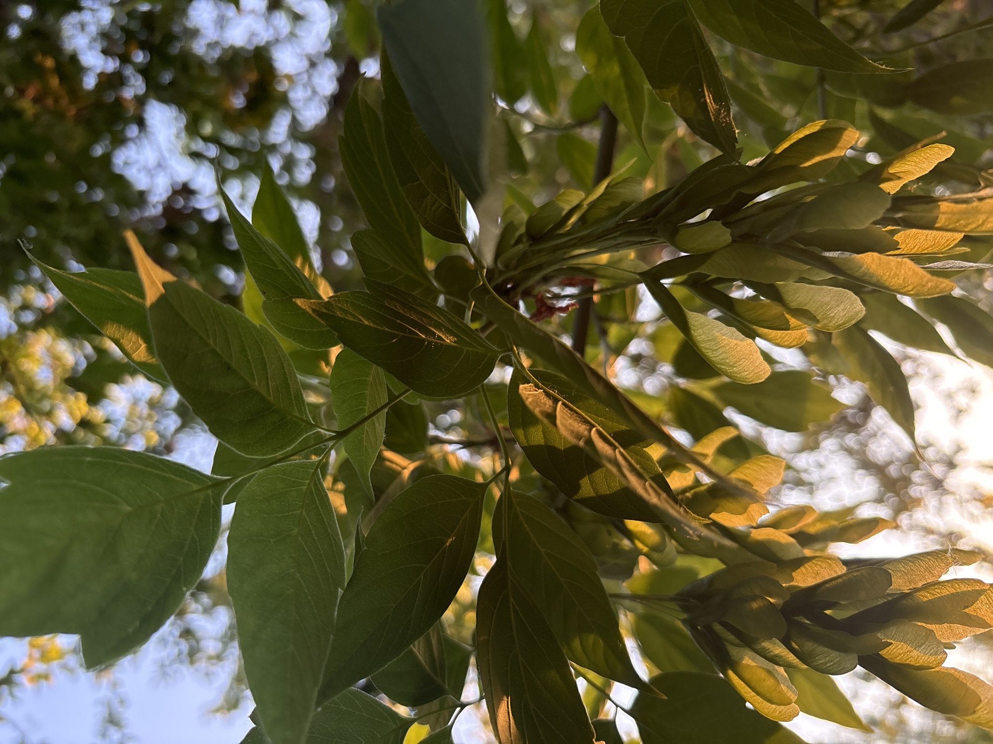 The image is a close-up, low-angle shot of tree foliage and seed pods. The leaves are green and some are backlit by sunlight, giving them a translucent appearance. The seed pods are clustered and hang downwards, appearing to be samaras, commonly known as "helicopters" or "whirlybirds," characteristic of maple trees. The background is blurred, with bokeh effects from the sunlight filtering through the leaves and sky. The overall lighting suggests it is either early morning or late afternoon. There is no indication of the city of Chaikovsky, Russia, or any human presence.