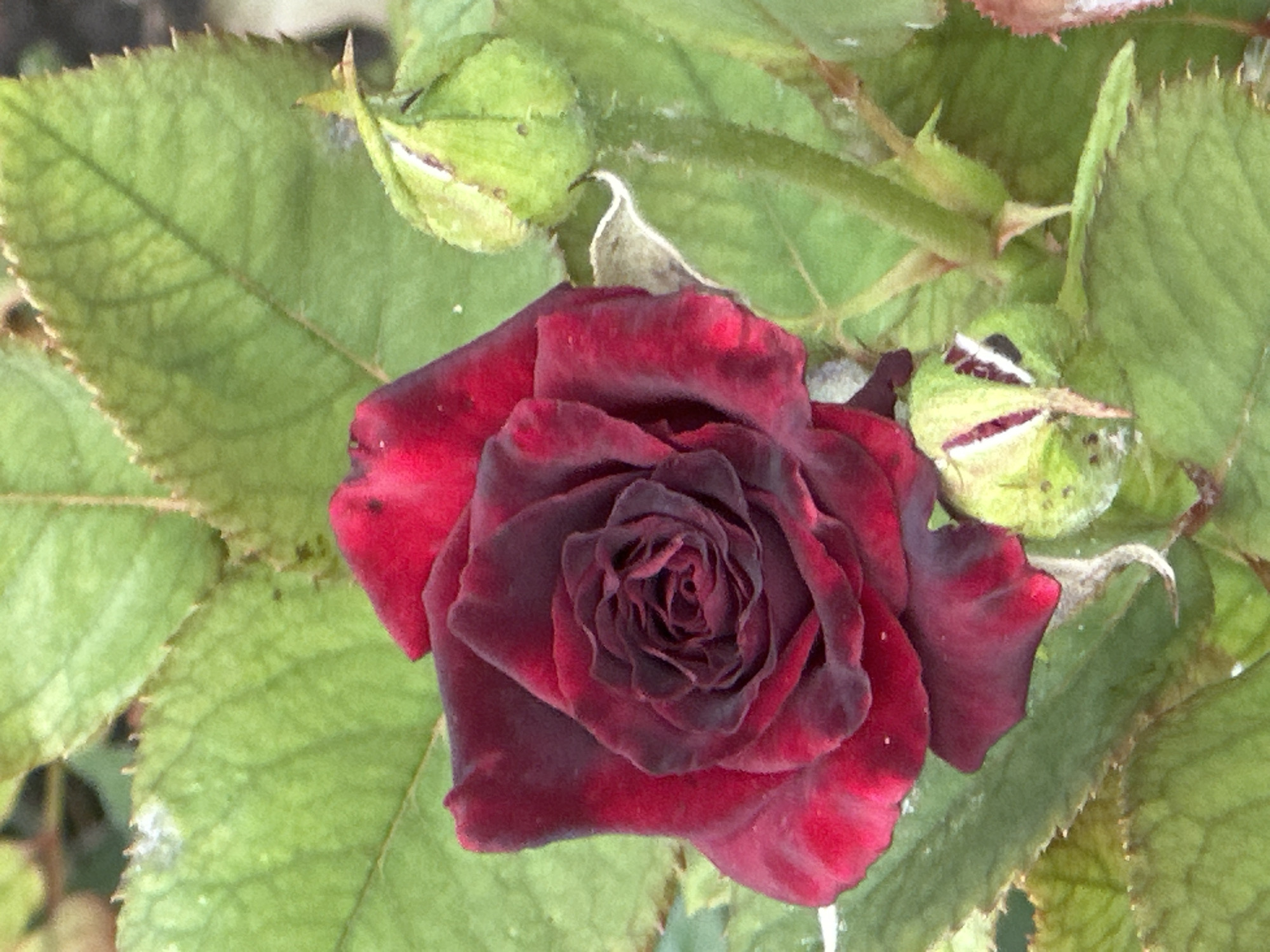 A close-up, vertical, eye-level shot captures a deep red rose in bloom, surrounded by lush green leaves and rose buds. The rose, positioned slightly left of center, displays tightly furled petals in its core, with outer petals unfurling gracefully. The leaves are broad and serrated, with visible veins and a slightly textured surface, some showing signs of minor discoloration or imperfections. Two light green rose buds are present; one is fully closed to the right of the rose, and another is partially open to the lower center, revealing hints of red petal within. The background is blurred green foliage, suggesting a natural setting. The scene is static, with no visible activity or human presence. The lighting is soft, highlighting the texture and color of the rose and foliage. The image quality is moderate, with a slightly grainy texture. This image was taken in Lobacheve, Ukraine.
