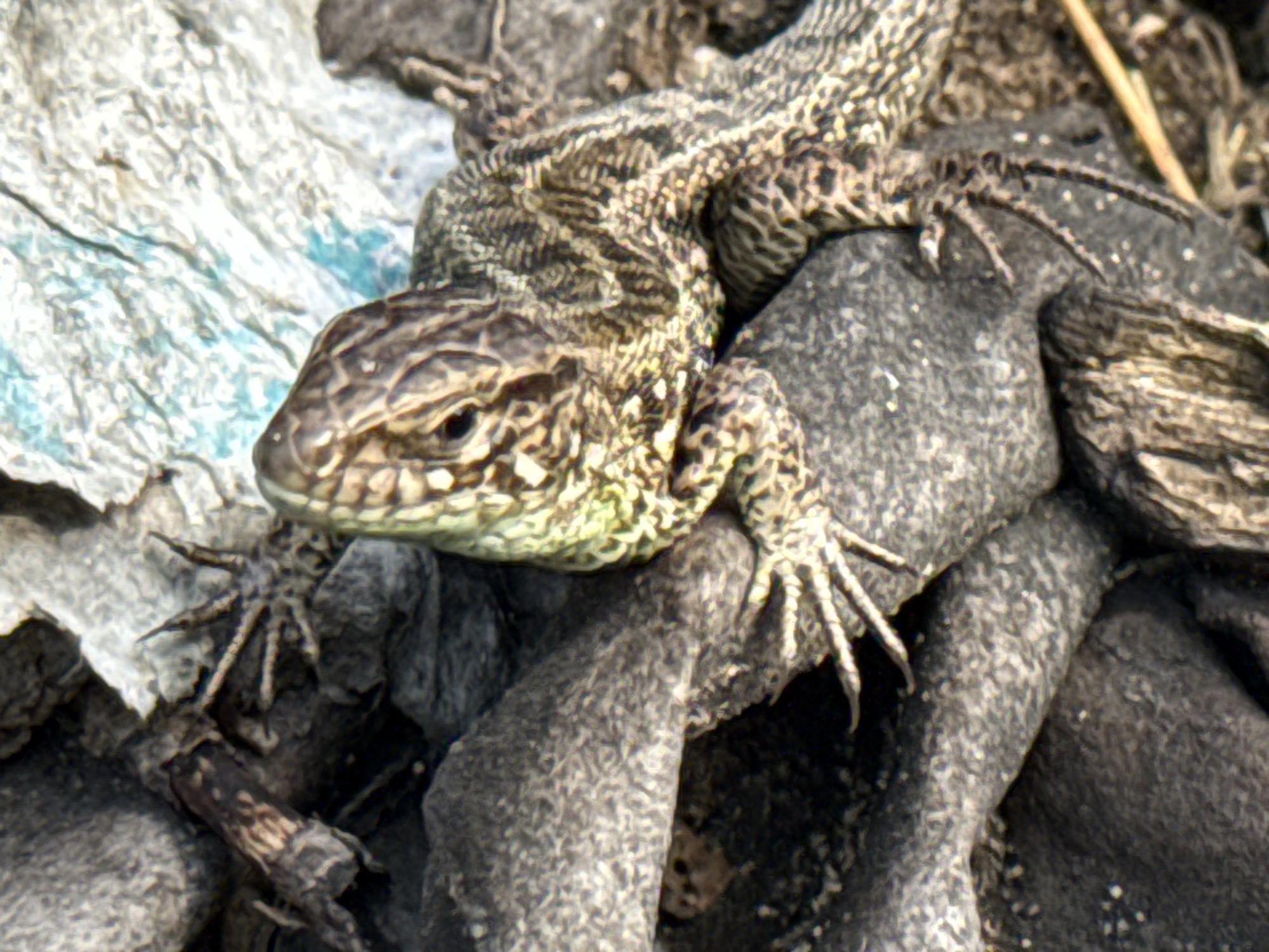 This image shows a close-up of a lizard with brown and green scales resting on a pile of dark gray rocks. The lizard's head is turned towards the left, and its eyes are visible. Its front legs are extended, with sharp claws digging into the rocks. In the background, there is a textured surface that appears to be white with some blue markings. The overall environment suggests an outdoor setting, possibly a rocky or natural area. There is no indication of the city of Markovo, Russia, within the image itself.