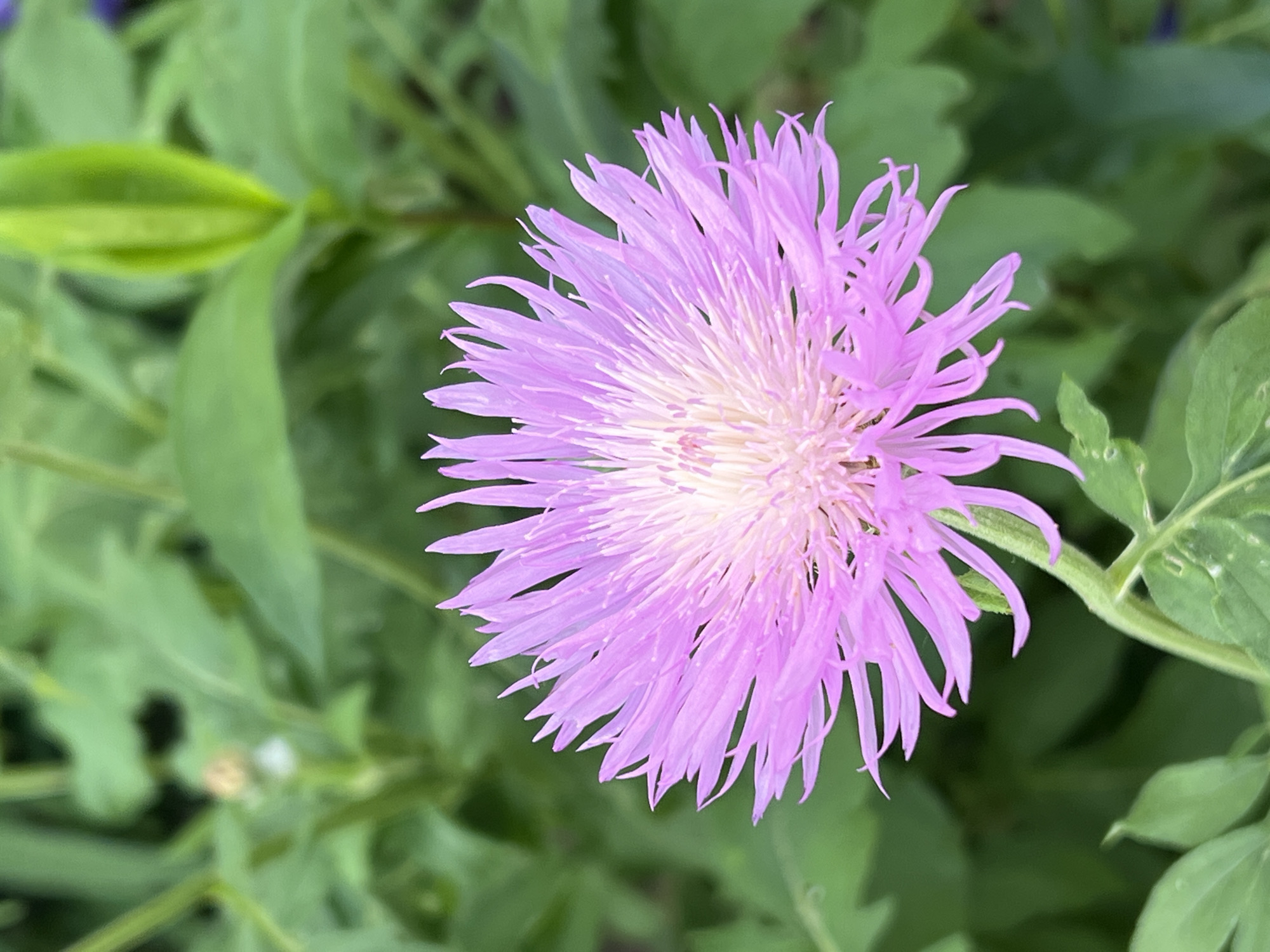 A close-up shot shows a pink, spiky flower in the foreground, with its petals radiating outwards from a lighter, central core. The flower is positioned slightly to the left of the frame. The background consists of out-of-focus green foliage, with some lighter green, bean-shaped buds visible. The lighting suggests an outdoor setting, likely during the daytime. The image does not contain any information about the city of Noviy, Russia, nor does it depict any people, actions, or interactions. The scene is a natural environment.