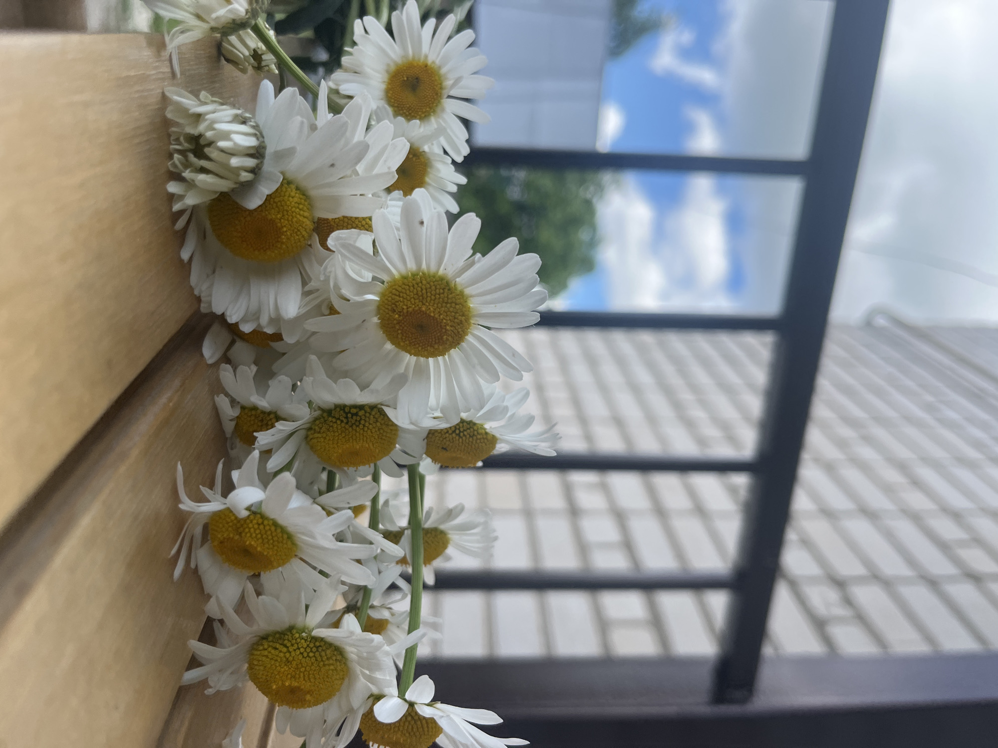 A close-up shot captures a vibrant cluster of white daisies with bright yellow centers, seemingly draped or laid vertically along a light brown wooden surface on the left side of the frame. Several flowers are in full bloom, showcasing their delicate white petals and textured yellow cores, with one tightly closed bud visible near the top.
The background to the right is segmented by a dark, angular metal structure, possibly part of a window frame or an architectural element of a building. Above this structure, a blurred reflection of a clear blue sky with fluffy white clouds and some green foliage is visible, indicating an outdoor setting or a view through a window. Below the metal structure, a light-colored, patterned surface, reminiscent of tiles or siding, recedes into the distance.
The lighting is bright and natural, suggesting it is daytime with partly cloudy weather. The composition highlights the freshness of the flowers against a backdrop that blends natural elements with urban architecture. There is no visible text in the image. The scene is captured in Новая Тура, Russia.