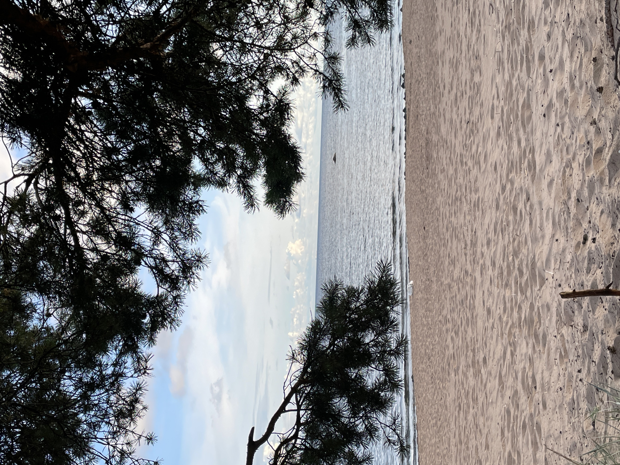 This is a photograph of a beach in Zelenaya Roshcha, Russia, viewed through the branches of pine trees. The foreground is dominated by a wide expanse of tan sand, with some scattered pine needles and small pieces of driftwood. A thin, vertical stick is planted in the sand in the lower right quadrant. The middle ground features the calm, grey-blue water of the sea, with small waves lapping at the shore. The horizon is marked by a faint line where the water meets the sky, which is a mix of pale blue and scattered white clouds. In the distance, a small, dark rock or landmass is visible in the water. The upper portion of the image is framed by the dark, silhouetted branches and needles of pine trees, creating a natural border that partially obscures the sky and sea. There are no people or animals visible in the scene.