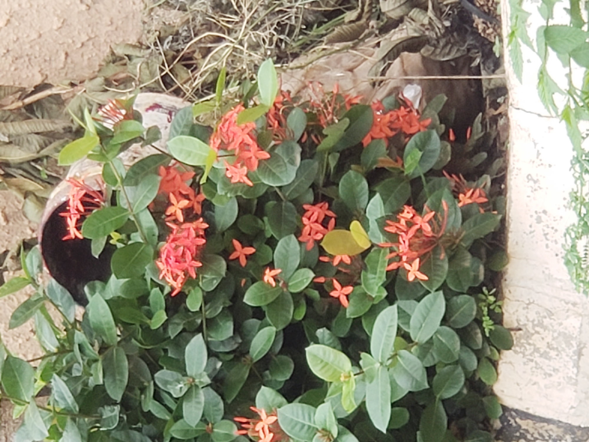 A close-up, eye-level shot captures a vibrant Ixora plant with clusters of small, star-shaped, orange-red flowers and dark green, glossy leaves. The plant is situated in what appears to be a garden or public space, with a textured, light brown wall and dried vegetation visible in the background. A white, rough-textured border runs along the bottom of the frame, suggesting it might be the edge of a planter or walkway. The lighting appears to be natural daylight, with soft shadows indicating an overcast or diffused light condition. The overall scene is one of natural beauty, likely in an urban or semi-urban environment. No people are visible in the image. The location is identified as Sabon Tasha, Nigeria.
