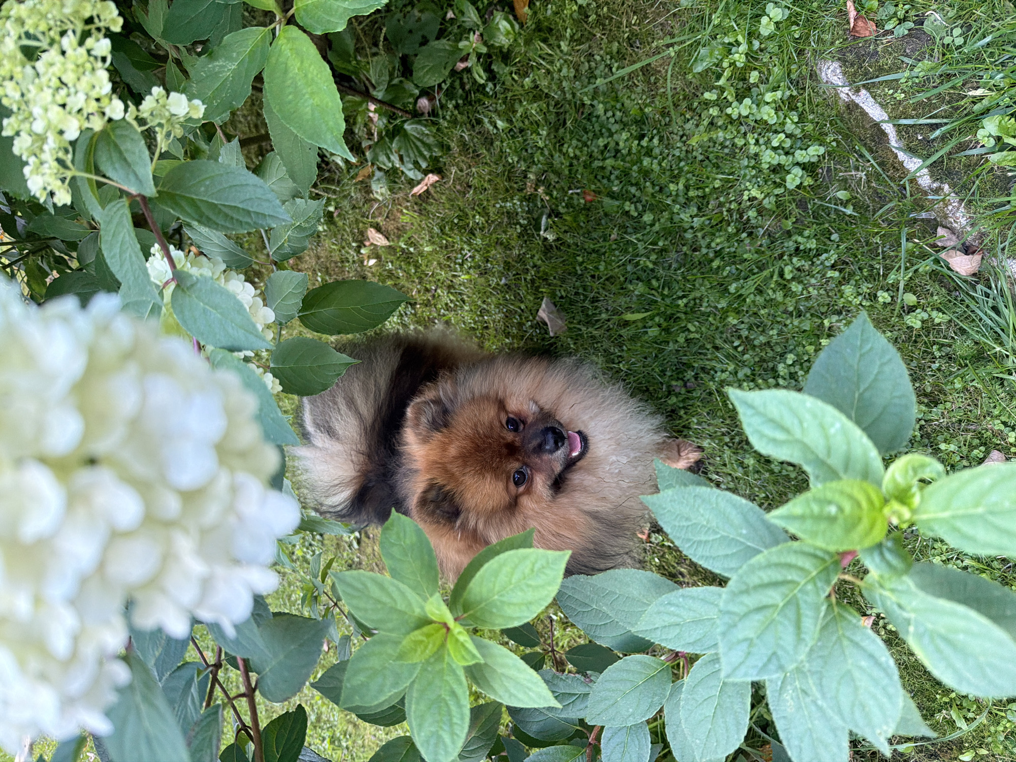 A Pomeranian dog is pictured outdoors amongst lush green foliage and grass. The dog, with reddish-brown fur and a fluffy tail, is looking towards the camera with its mouth slightly open, appearing alert and happy. White and light green flowers are visible in the background, partially obscuring the view. The ground is covered in short green grass with some fallen leaves scattered about. The image appears to be taken in a garden or park setting. The specific location in Маяк Снт (дарна), Russia cannot be determined from the image alone.