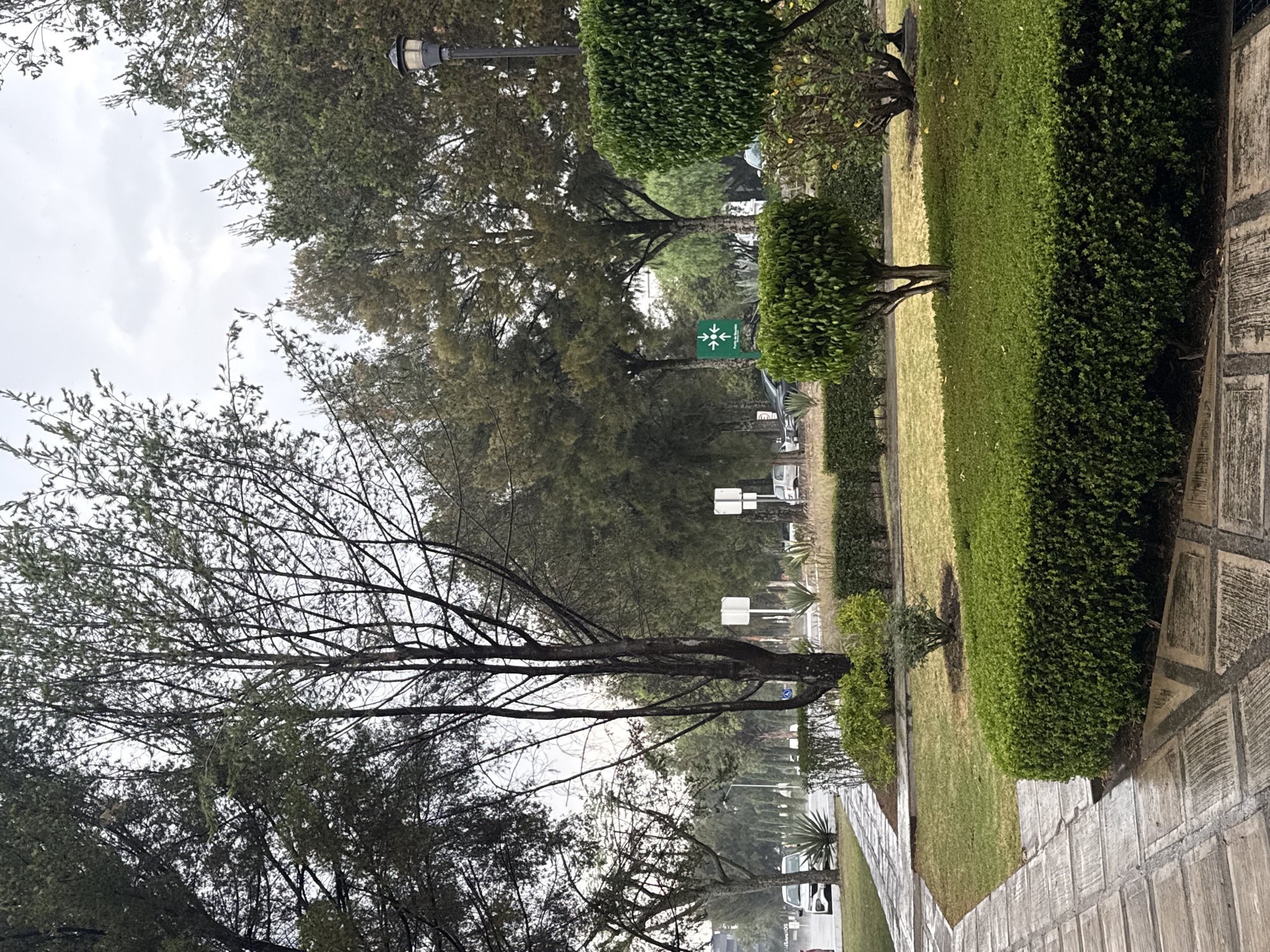 A park or roadside in San Andrés Cholula, Mexico, captured under an overcast sky. A sidewalk constructed of gray, rectangular tiles forms the foreground. To the right of the sidewalk, a tall, meticulously manicured green hedge runs parallel. Between the hedge and the edge of the sidewalk is a thin strip of green grass. Beyond this, a row of various trees and bushes lines the street. Several street lights are visible, and a green sign with white arrows indicating direction can be seen further down the road. In the background, vehicles are parked along the side of the street, hinting at the presence of traffic and urban activity. A tall, bare tree occupies the left side of the frame.