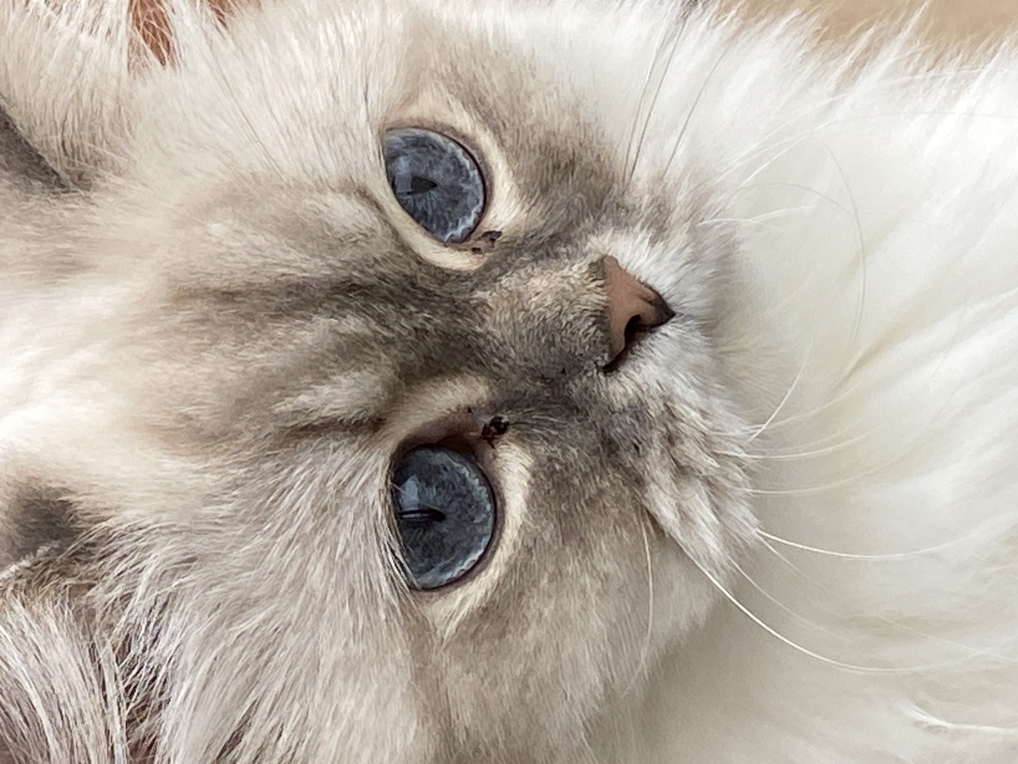 This is a close-up, headshot of a Ragdoll cat. The cat has light cream-colored fur with darker tabby markings on its forehead and around its eyes. It has striking blue eyes. The cat's nose is a soft pink. The image focuses on the cat's face, highlighting its expressive eyes and fluffy fur. There is no discernible information about the city of Chaikovsky, Russia, or any people present in this image. The background is blurred and out of focus, suggesting a shallow depth of field.