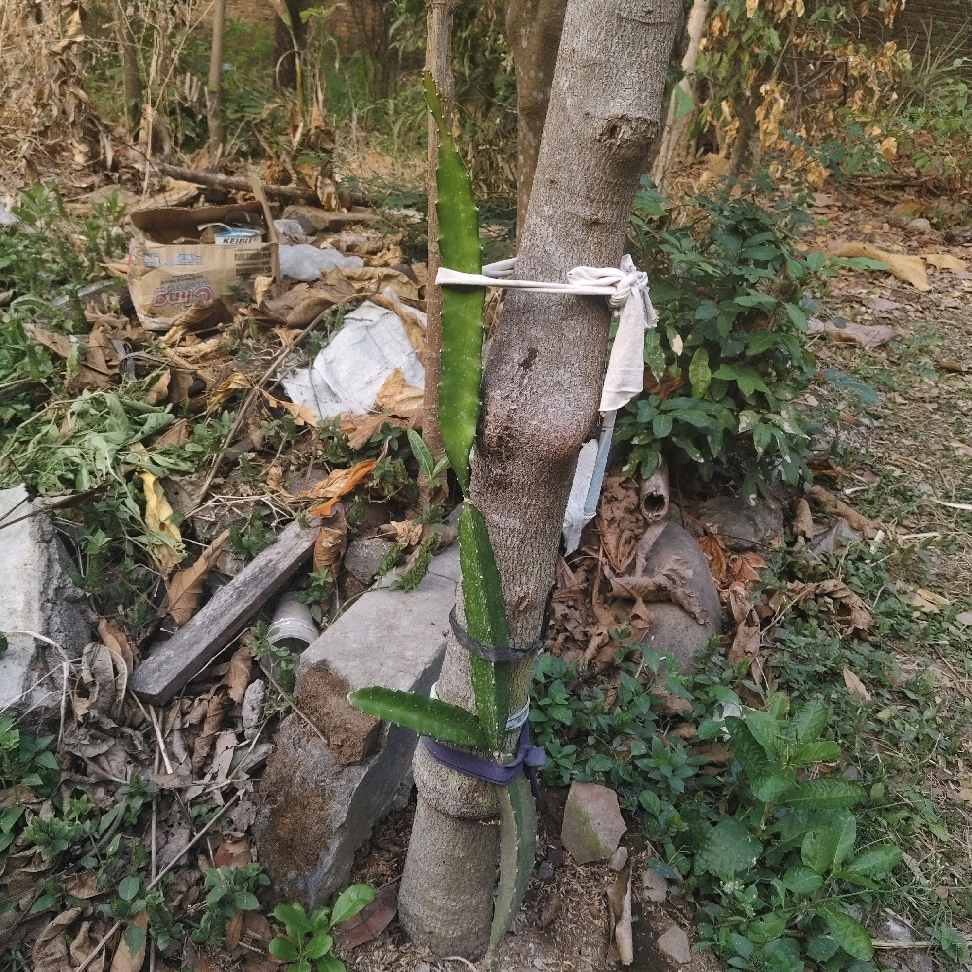 This image depicts a close-up view of a dragon fruit plant grafted onto a tree trunk. The plant's green stems are wrapped around the rough, textured bark of the tree, secured by white and purple fabric ties. The background is a natural, outdoor environment with dry leaves, scattered rocks, and green foliage, suggesting a possibly neglected or rural setting. A crumpled cardboard box with visible text, including "KEIBU" and "CLING," is present in the upper left, indicating discarded materials. The scene is devoid of human presence. The location is identified as Mojokerto, Indonesia.