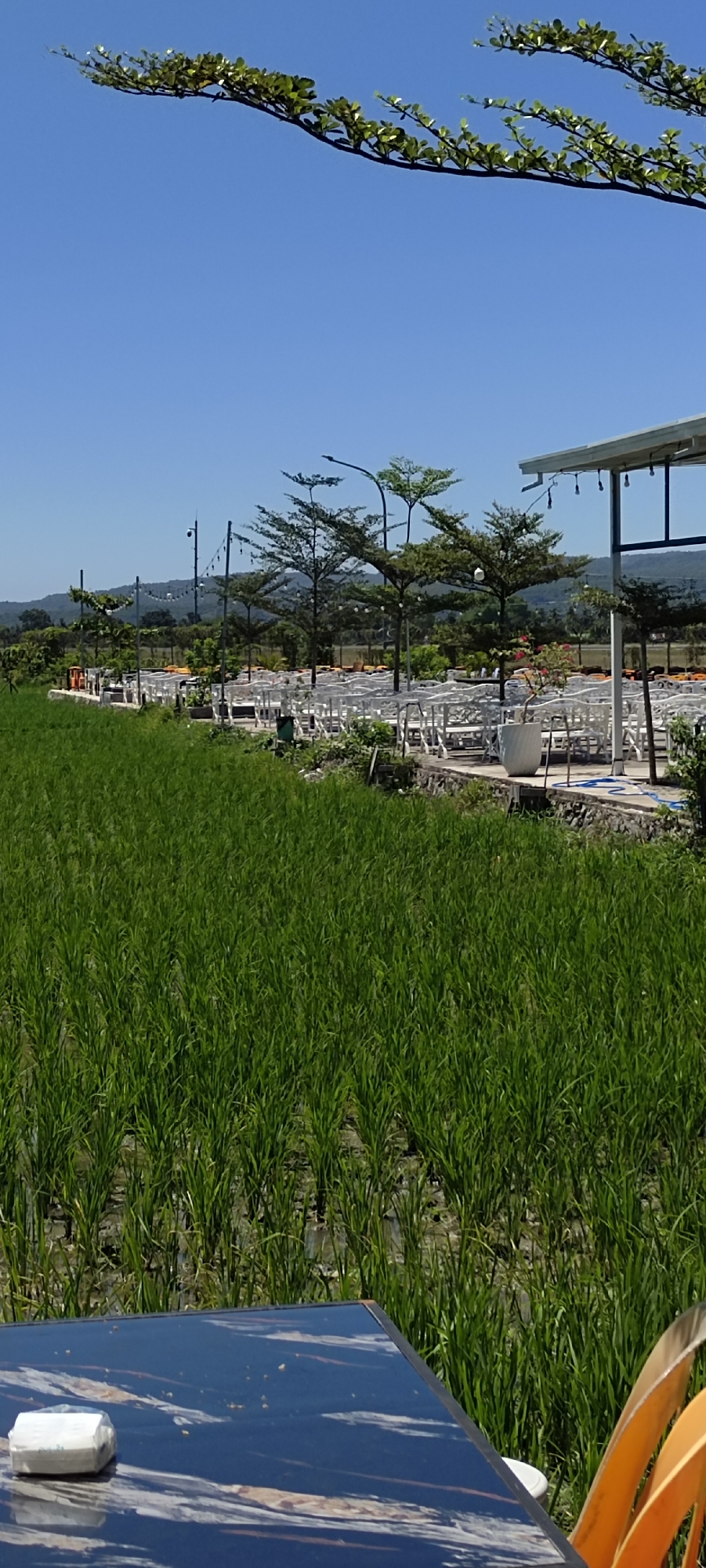 An outdoor seating area is situated next to a vibrant green rice paddy under a clear blue sky. The seating area features rows of white chairs and tables, some of which are arranged around a covered structure. Several trees are scattered throughout the seating area, and string lights are suspended between them, suggesting it might be a place for evening gatherings or dining. In the foreground, a dark-colored table with a white object on it is visible, partially obscuring the view of the rice field. The background reveals rolling hills, indicating a rural or semi-rural setting. The image captures a serene and picturesque scene, possibly a restaurant or cafe located in or near Buengpageu, Indonesia, known for its natural landscapes and agricultural beauty.
