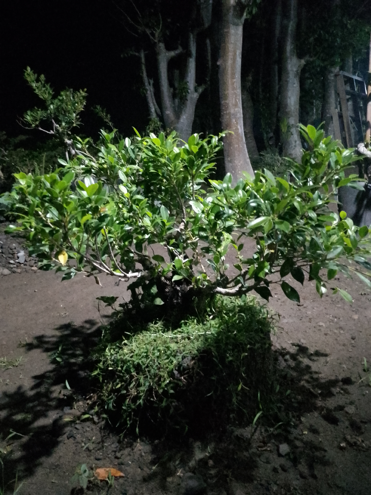 The image shows a bonsai tree planted in the ground at night. The bonsai tree has lush green leaves and is partially surrounded by grass. In the background, several large trees with thick trunks are visible, along with some wooden structures. The ground appears to be dark soil with some pebbles. The lighting suggests an outdoor setting, possibly a garden or yard. There are no people visible in the image, and no discernable actions or interactions are taking place. The location is specified as the city of Kauman, Indonesia.