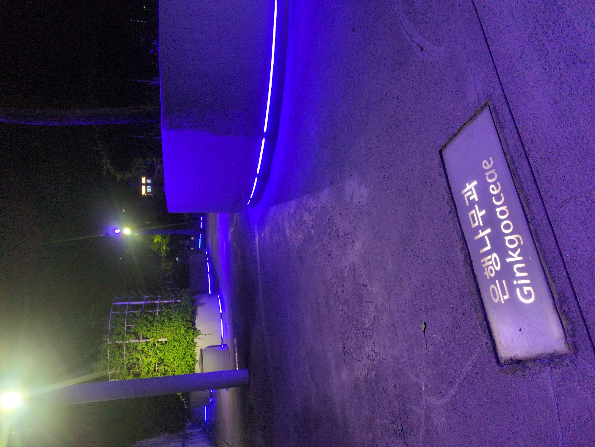 The image depicts a nighttime scene in what appears to be an urban botanical display in Seoul, South Korea. A curved concrete wall with a recessed linear light detail dominates the upper portion of the frame. To the right, set into the pavement, is a rectangular sign with the text "은행나무과 Ginkgoaceae," indicating the presence of Ginkgo trees or a related exhibit. In the distance, there is a metal trellis structure covered with green foliage. Streetlights provide illumination, and additional blue lighting is present along the walkway. The overall color palette is dominated by shades of blue and purple. The pavement is coarse and textured, suggesting a pathway. The scene lacks people.