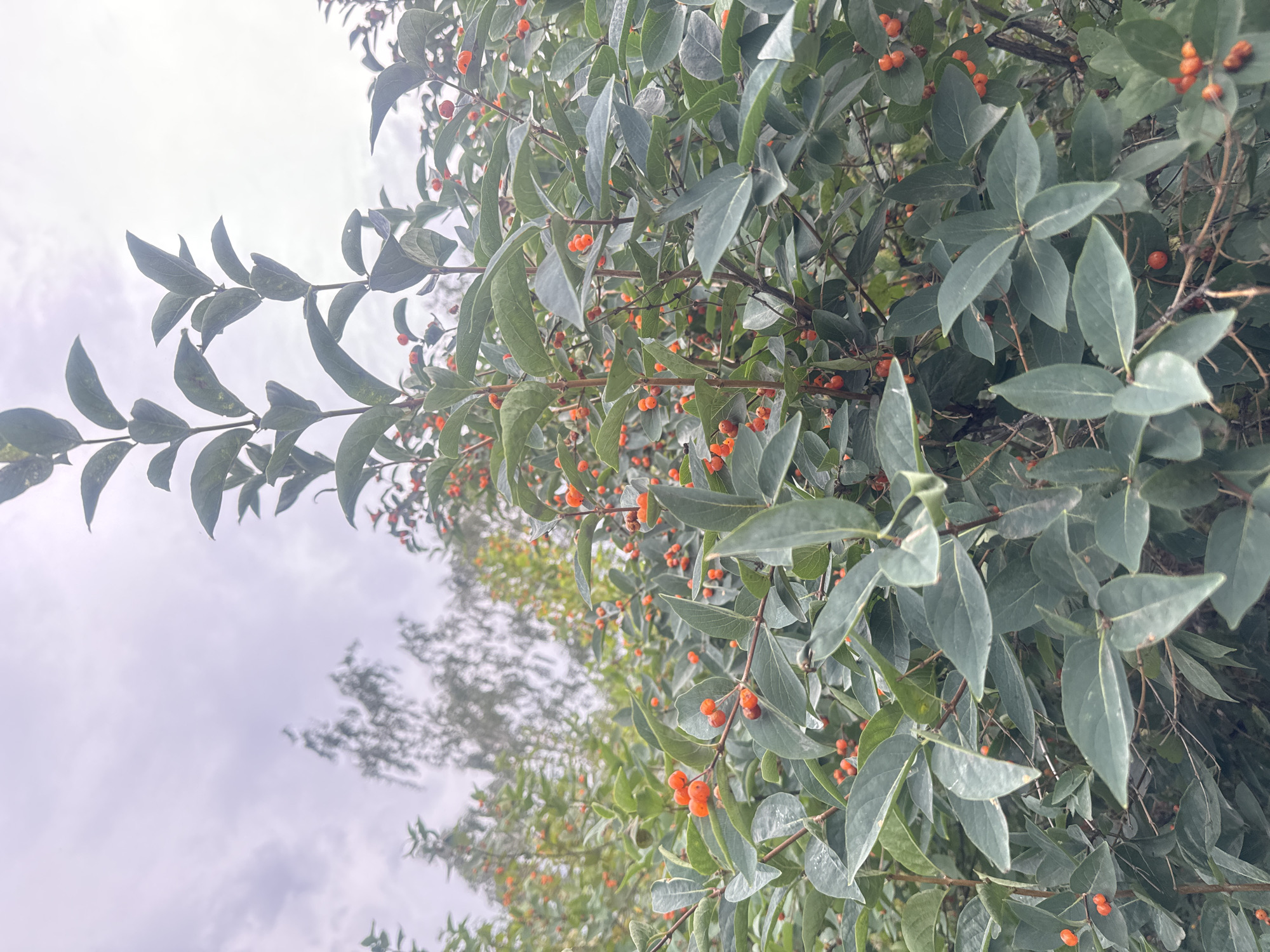 The image shows a close-up of a dense bush with green leaves and numerous small, round, bright orange berries. The bush is the primary subject, filling most of the frame. The background is blurred, with hints of other foliage and a cloudy, overcast sky. There are no people or animals visible in the image. The scene appears to be outdoors, in a natural setting. It is not possible to determine the specific location in the city of Irkutsk, Russia, from the provided image.