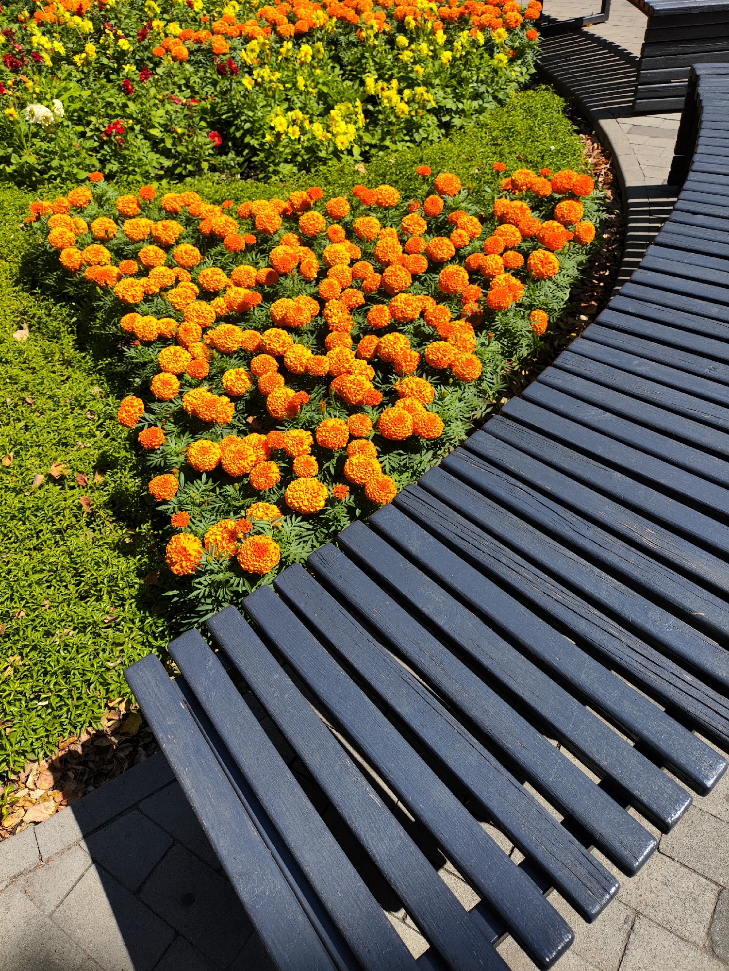 An elevated, bright, outdoor, close-up shot features a triangular arrangement of vibrant orange marigolds in a garden bed to the left, with a dark gray, slatted wooden bench occupying the foreground and right side of the frame. The bench appears to be made of long, narrow planks, with shadows cast by the slats onto the paved walkway beneath. Behind the marigolds, a backdrop of green foliage is interspersed with yellow and red flowers. The ground is covered with light gray pavers, and fallen leaves are visible on the grass to the lower left. The scene is bathed in sunlight, creating strong shadows. The location is the Kharkiv botanical garden in Kharkiv, Ukraine.