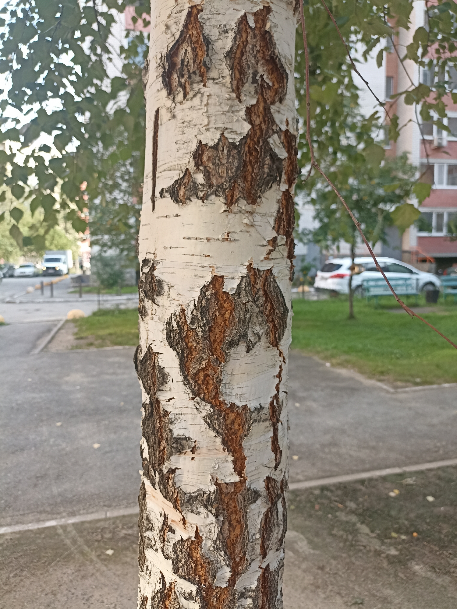The image is a close-up, eye-level, outdoor shot of a birch tree trunk in a city environment. The trunk is the primary subject, dominating the foreground with its distinctive white bark peeling away to reveal darker, rougher textures underneath. In the blurred background, a paved area, grass, and trees are visible, suggesting an urban park or residential courtyard. Further in the background, a multi-story building with visible windows and a car parked on the street can be seen. The lighting indicates it is daytime, possibly late afternoon, with sunlight casting subtle shadows. The scene appears to be located in the city of Tyumen, Russia, as indicated by the visual cues of a residential area with typical Russian architecture and vegetation. There are no people visible in the frame.