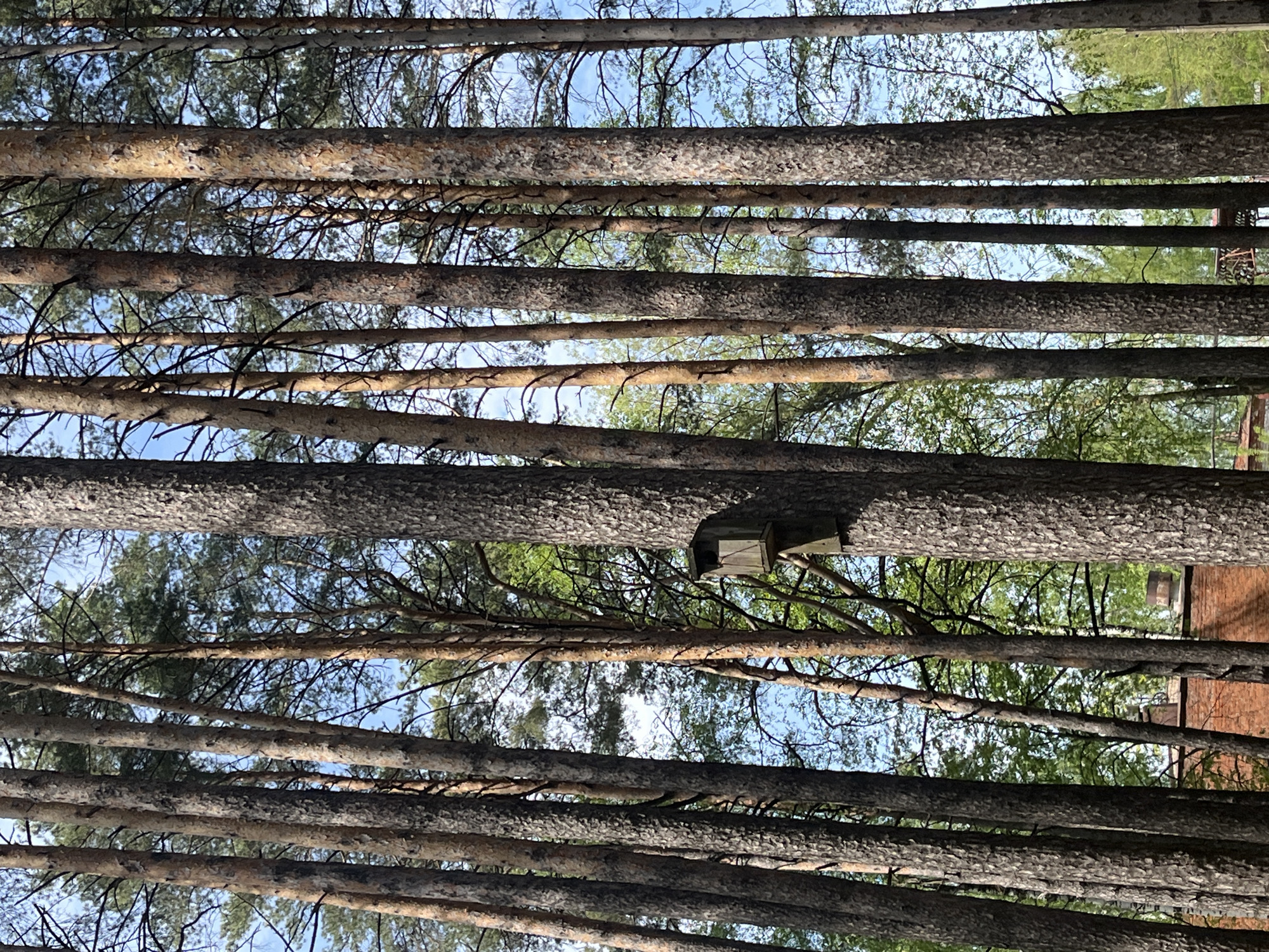 The image is taken from a low angle, looking up through a dense grouping of tree trunks, likely in a forest or wooded area. The trunks are primarily light brown with textured bark. Some bare branches are visible between the trunks, along with areas of green foliage and patches of blue sky. A small, wooden birdhouse is attached to one of the central trunks. In the background, to the right of the trees, a structure with red brick can be seen. The location is Chaikovsky, Russia. No people or interactions are visible.